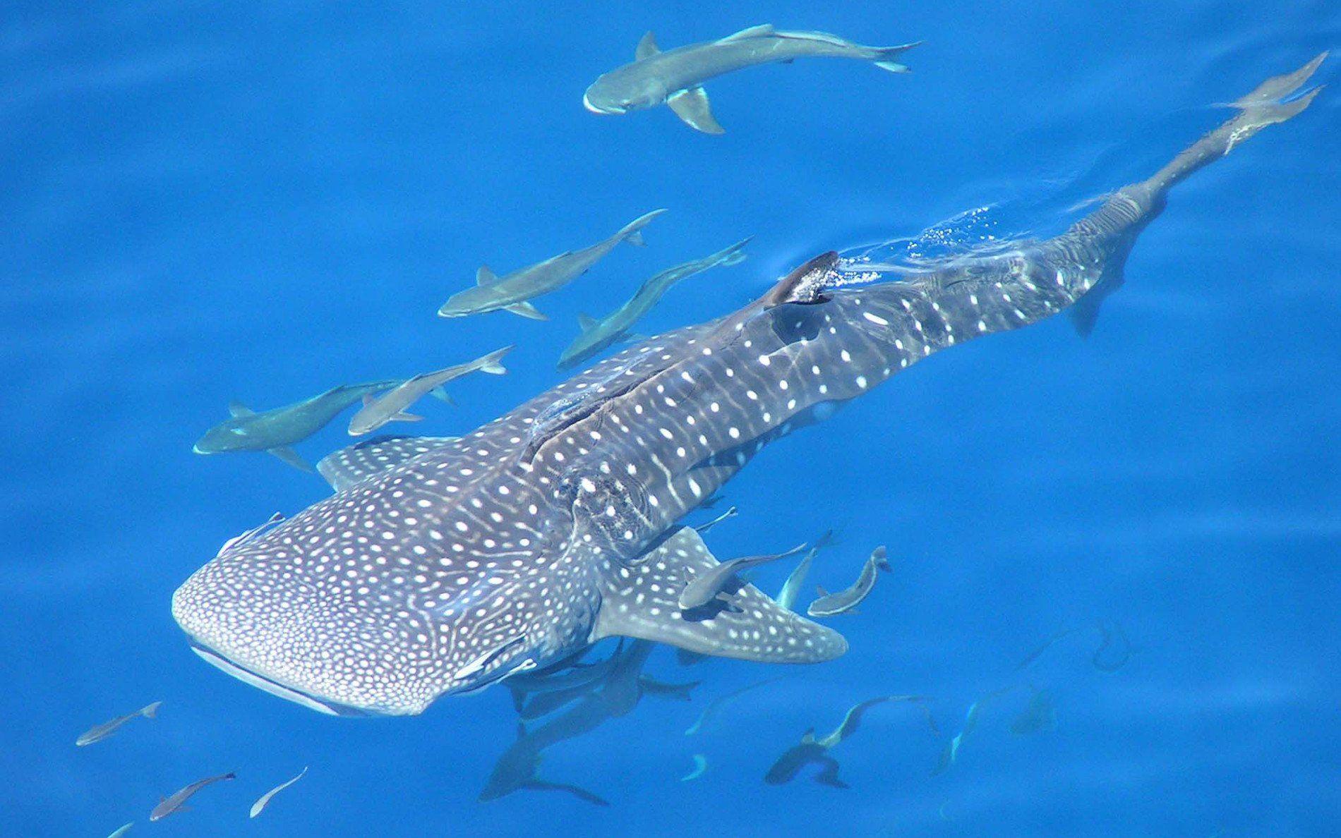 Whale shark underwater ocean sea wallpaperx1188