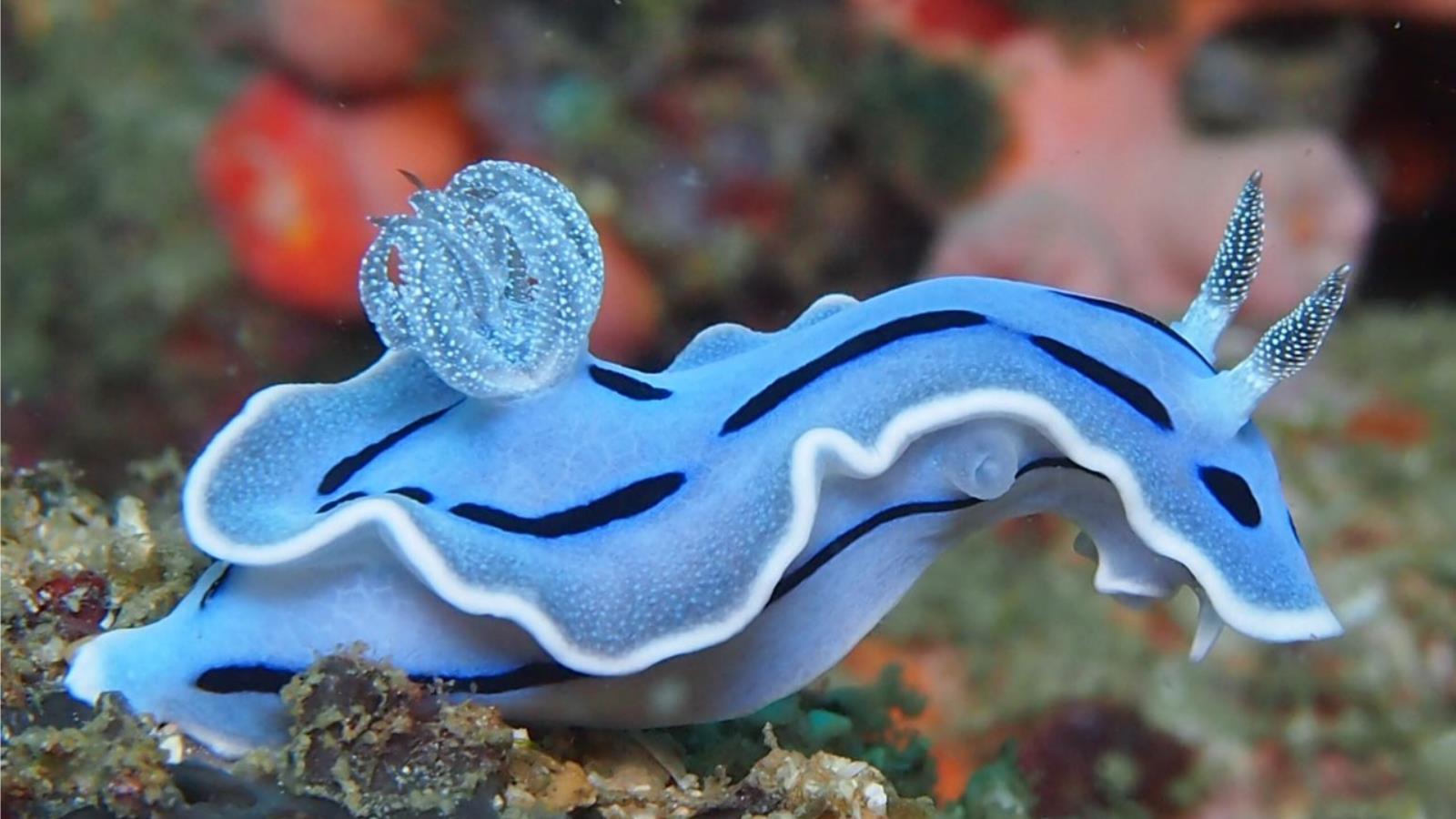Sea Slug HD Wallpaper