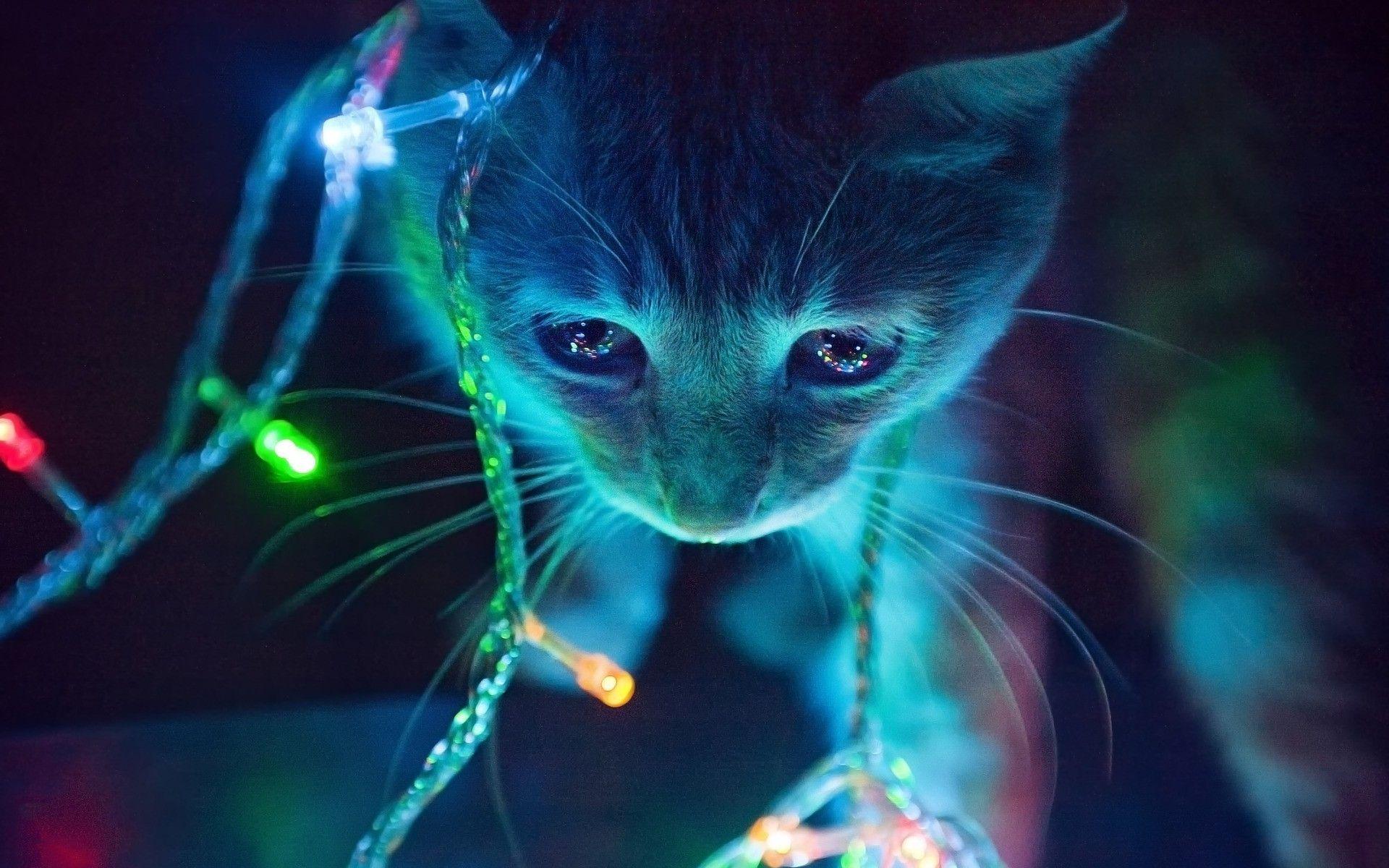 cat, Neon, Lights, Macro, Animals, Christmas lights Wallpaper HD
