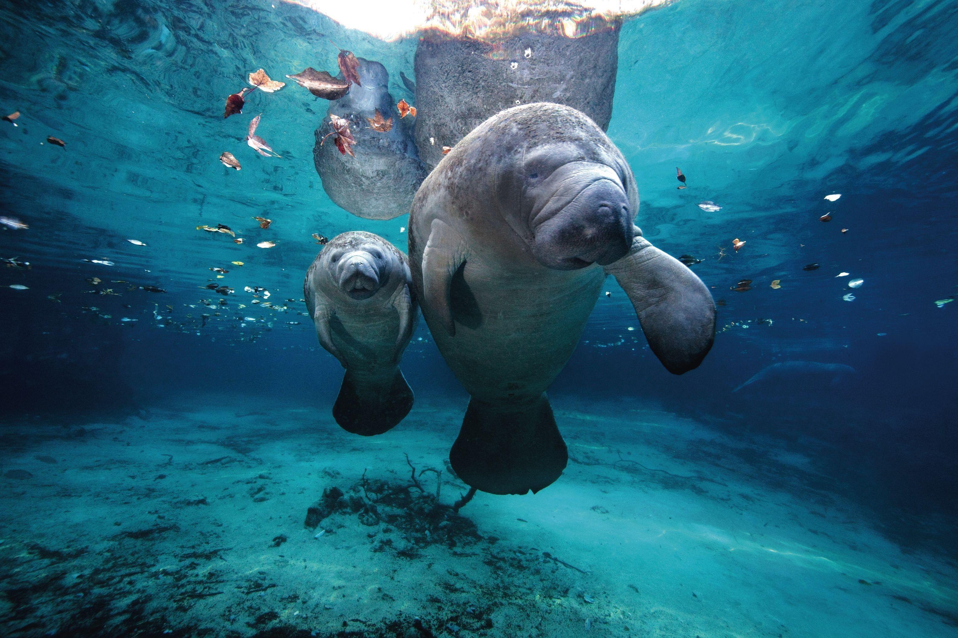 Ocen Life Under Water Sea Animal Wallpaper HD Wallpaper