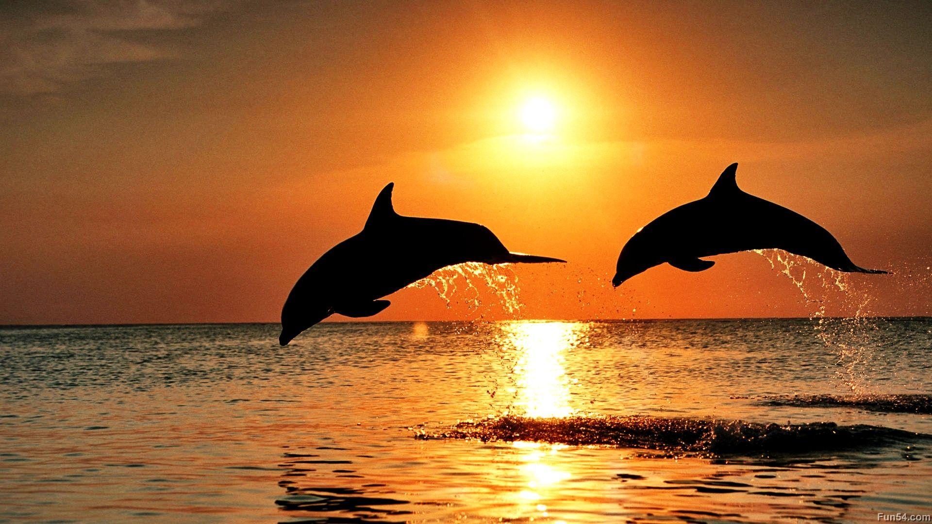 Sea Animal Wallpapers Wallpaper Cave Sea Animal Wallpapers Wallpaper Cave