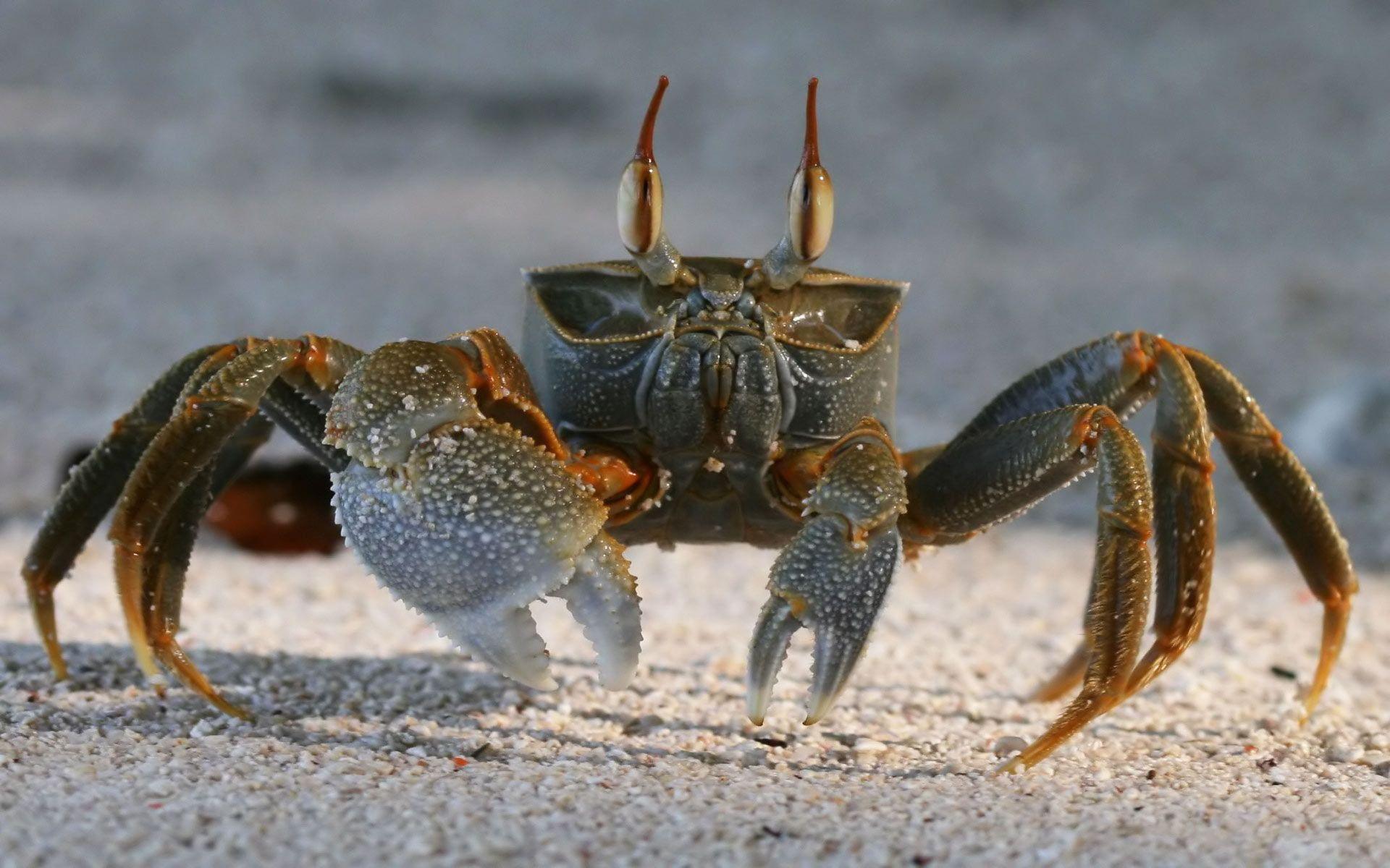 Desktop Wallpaper · Gallery · Animals · Crab life Image