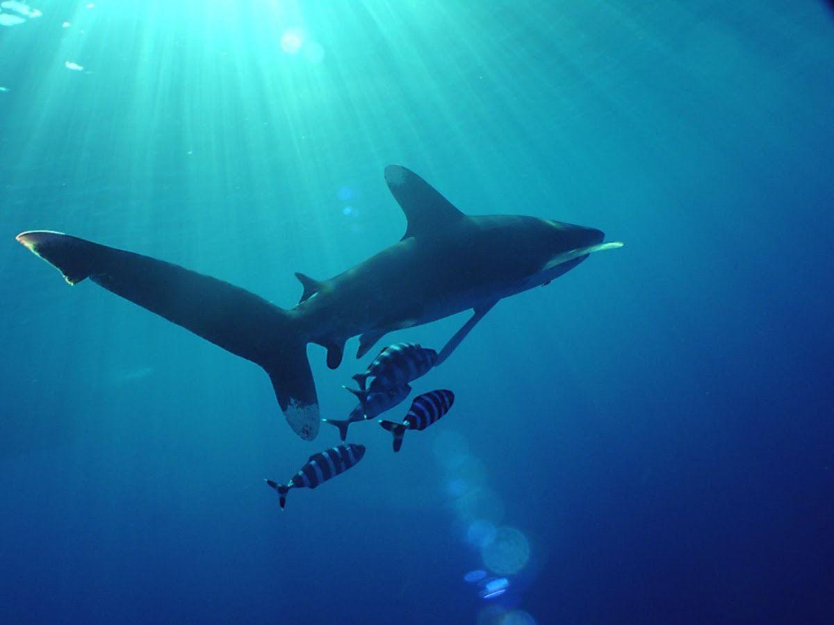Sea animal wallpapers wallpaper cave
