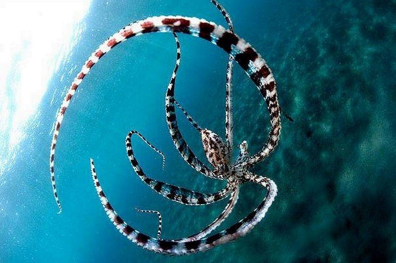 Sea Creatures Wallpaper