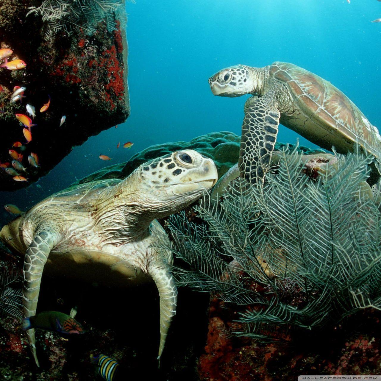 Two Green Sea Turtle HD desktop wallpaper, Widescreen, High