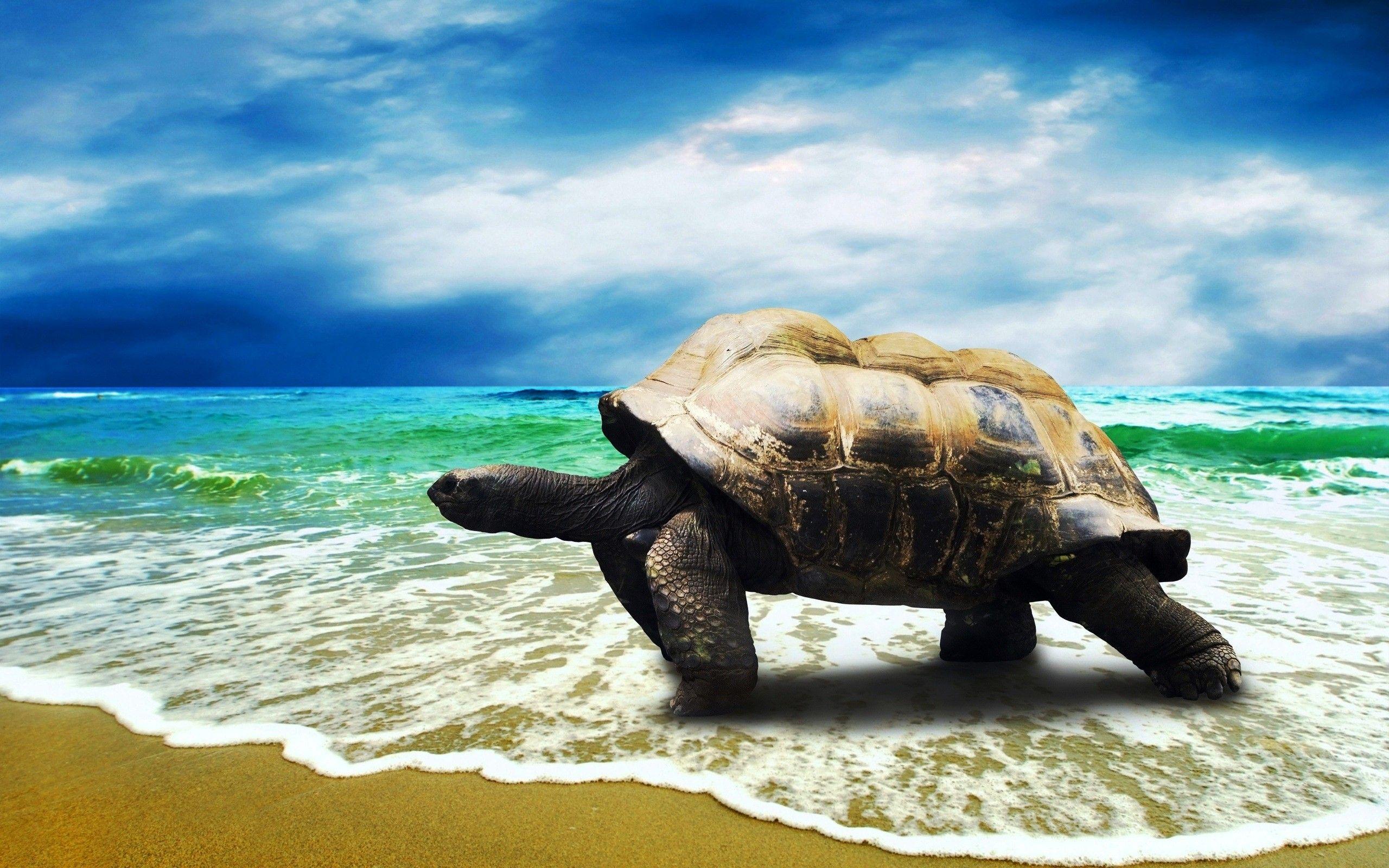 Big Turtle Walking on Beach HD Sea Animal HD Wallpaper