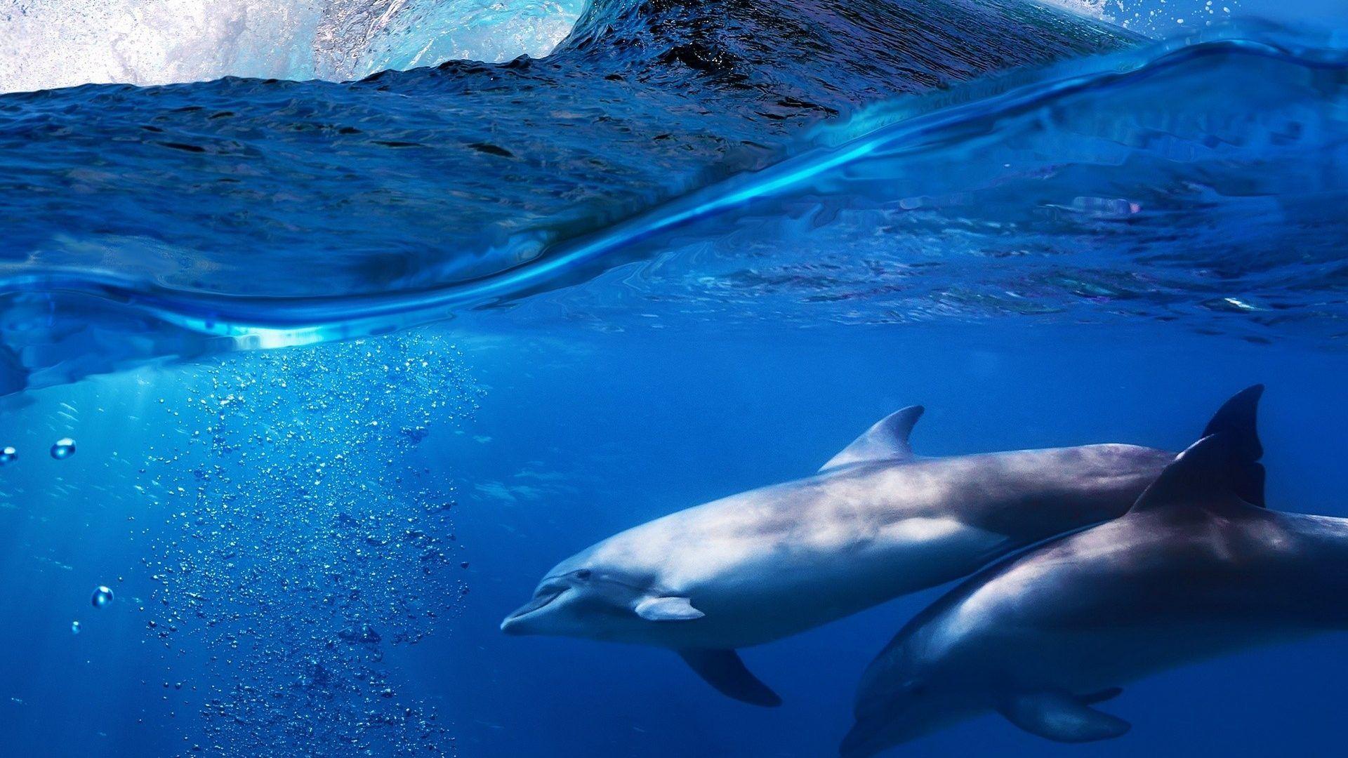 Dolphin Tag wallpaper: Dolphins Dolphin Ocean Underwater