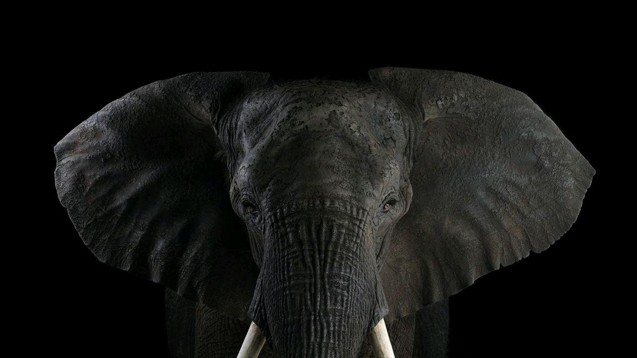 Elephant Wallpaper (1280x720)