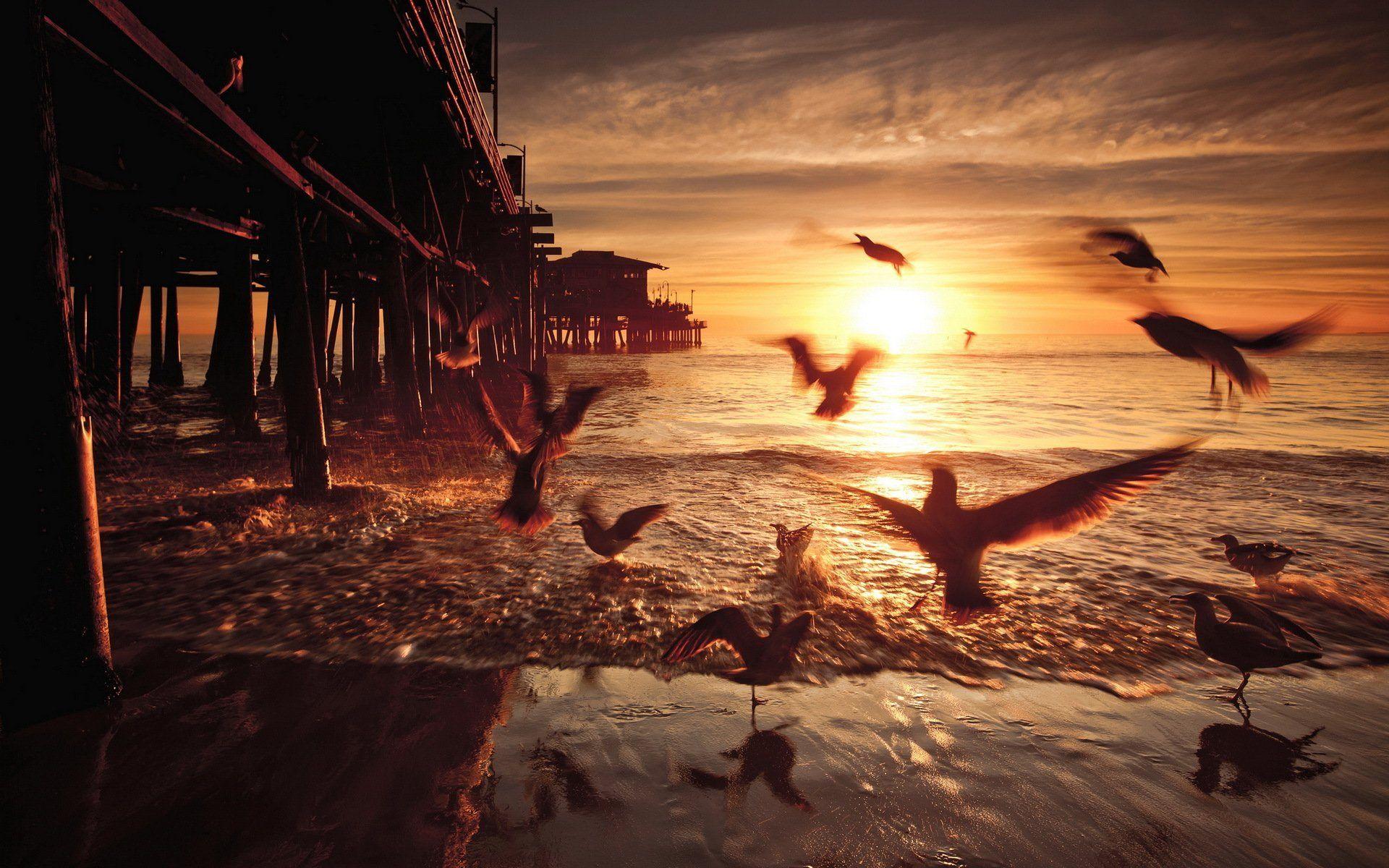 sunset birds bridge united states california santa monica HD wallpaper