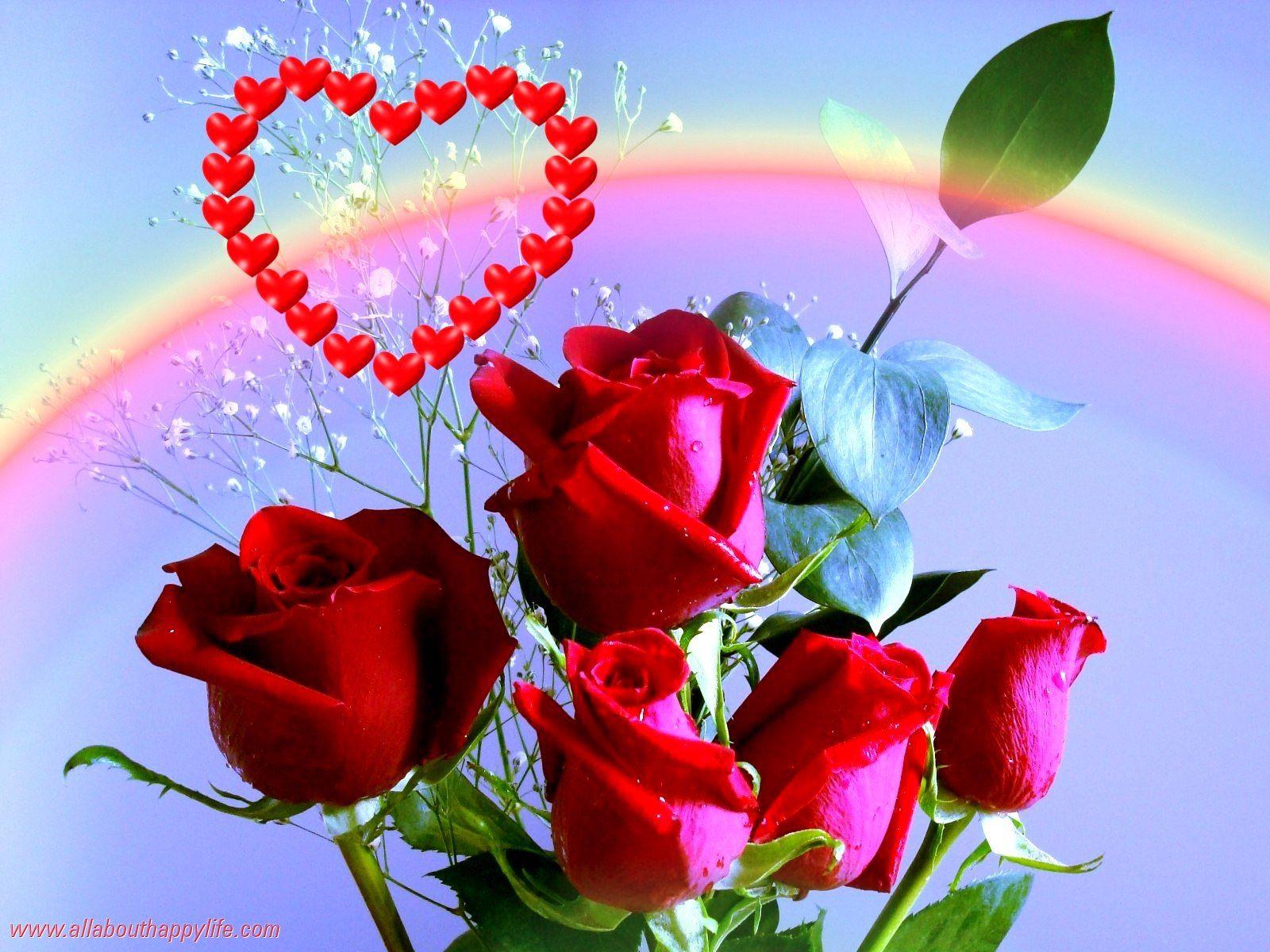 Red rose love wallpaper rainbow