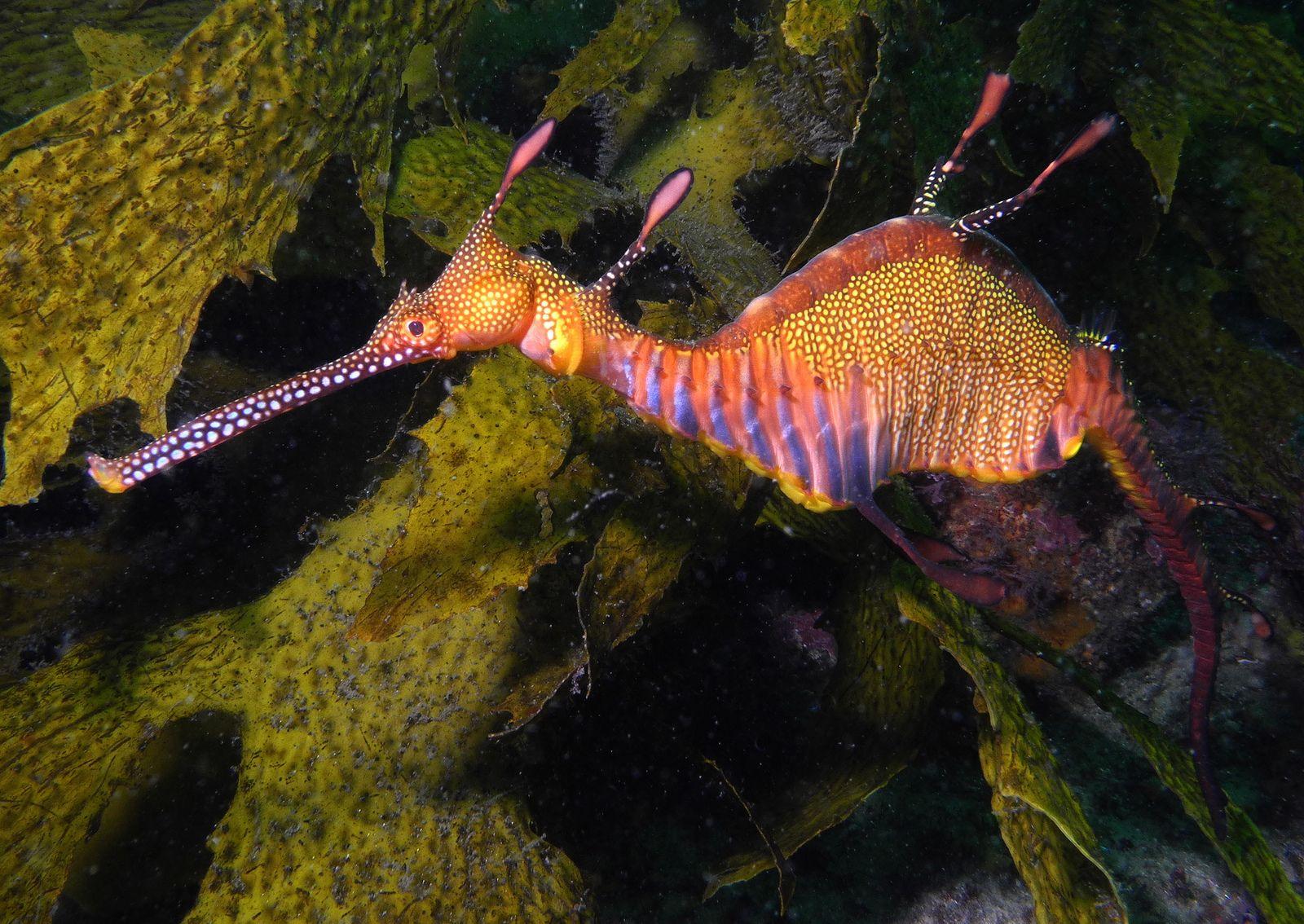 Pokemon of the Week Dragalge