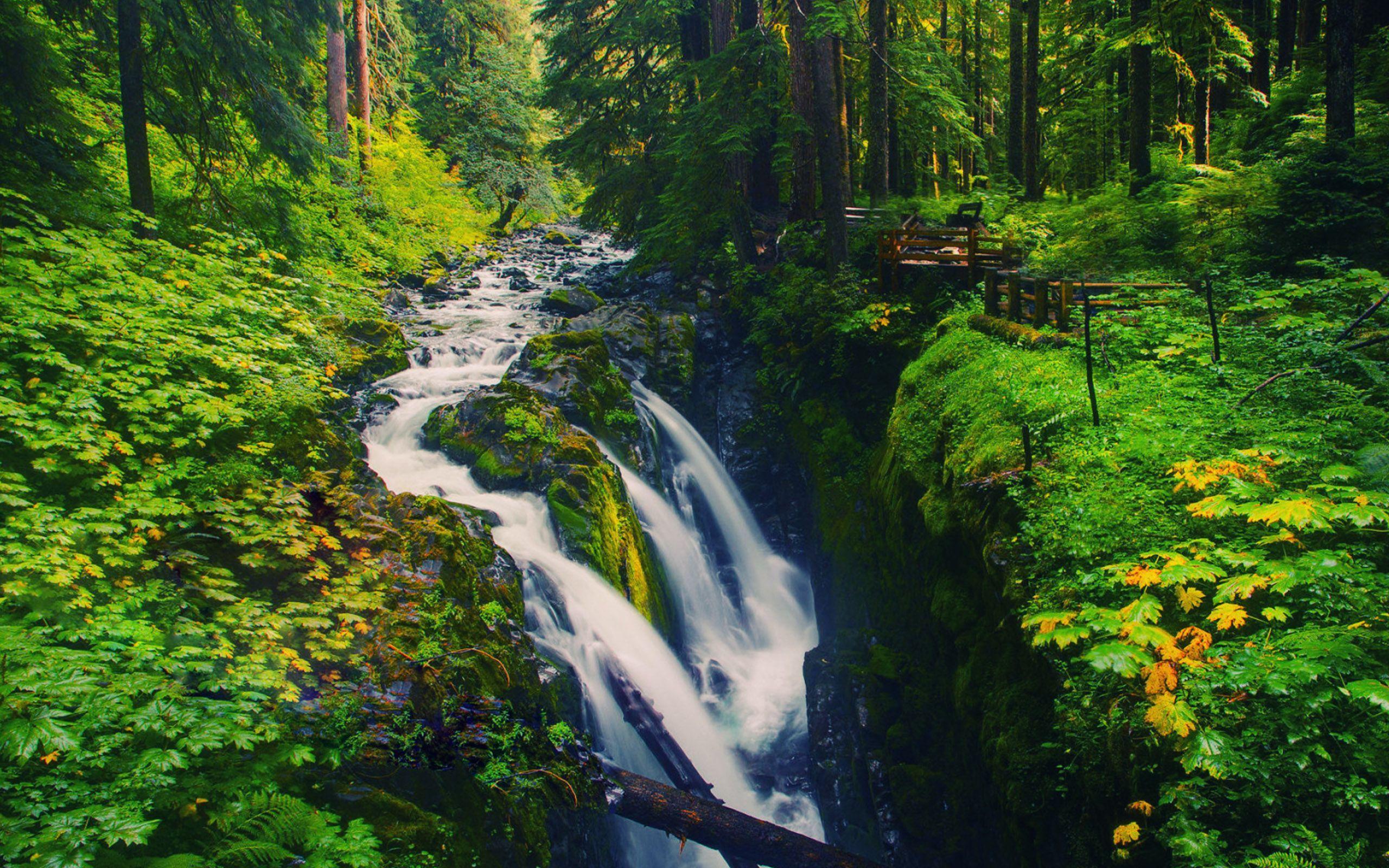 Olympic National Forest Wallpaper, Olympic National Forest Full
