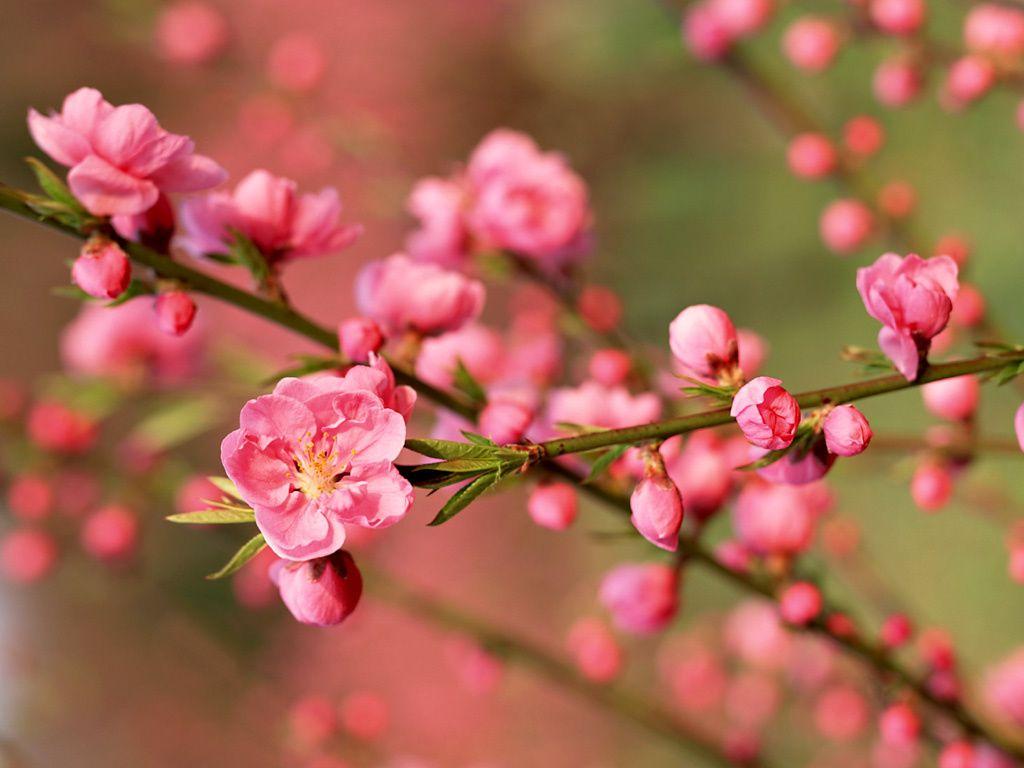 Pink Cherry Blossoms Trees Dragons Flowers Wallpaper HD Desktop