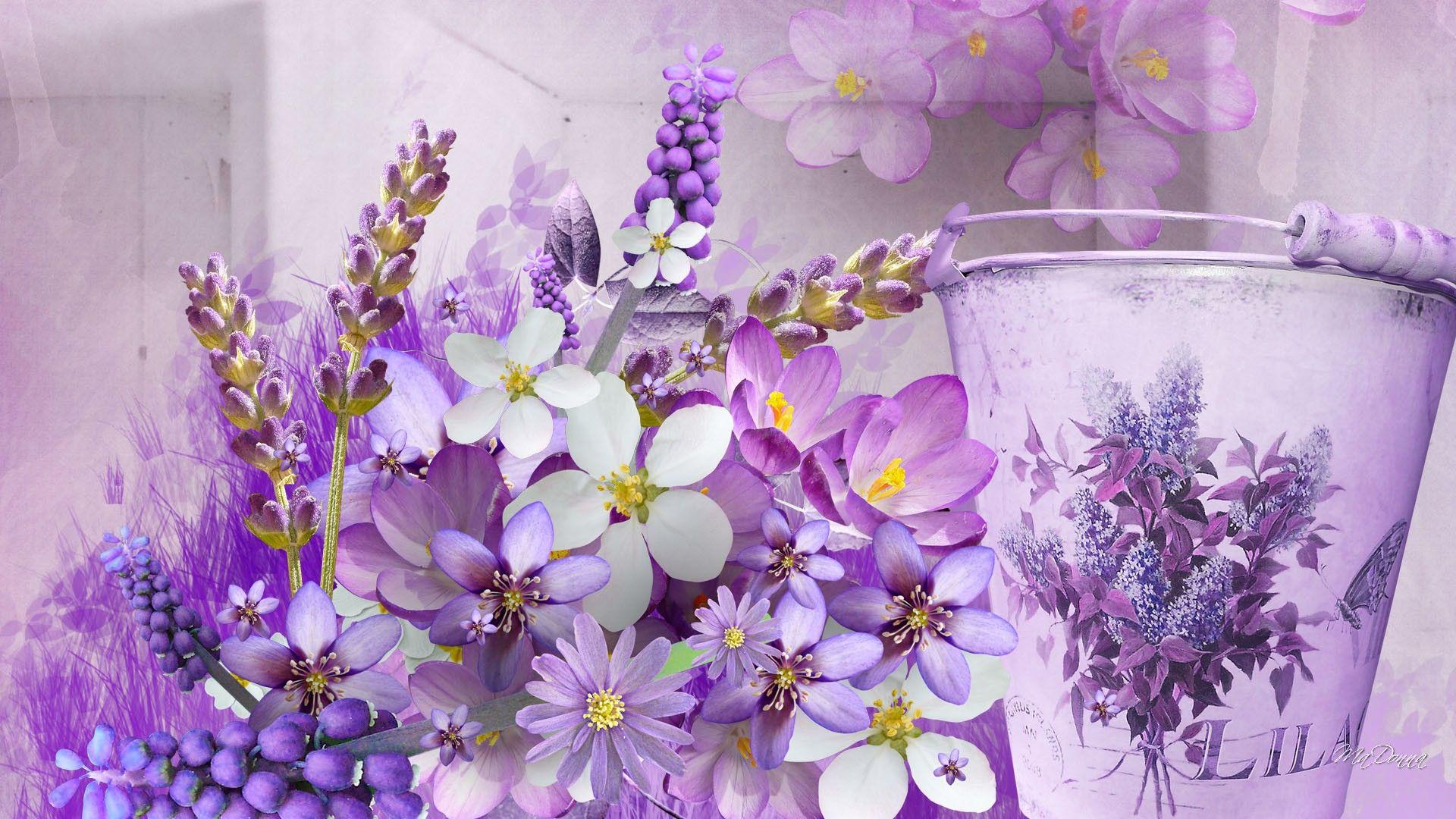 Lavender Lovely Lavender Hd Wallpaper. Лавандовые страсти