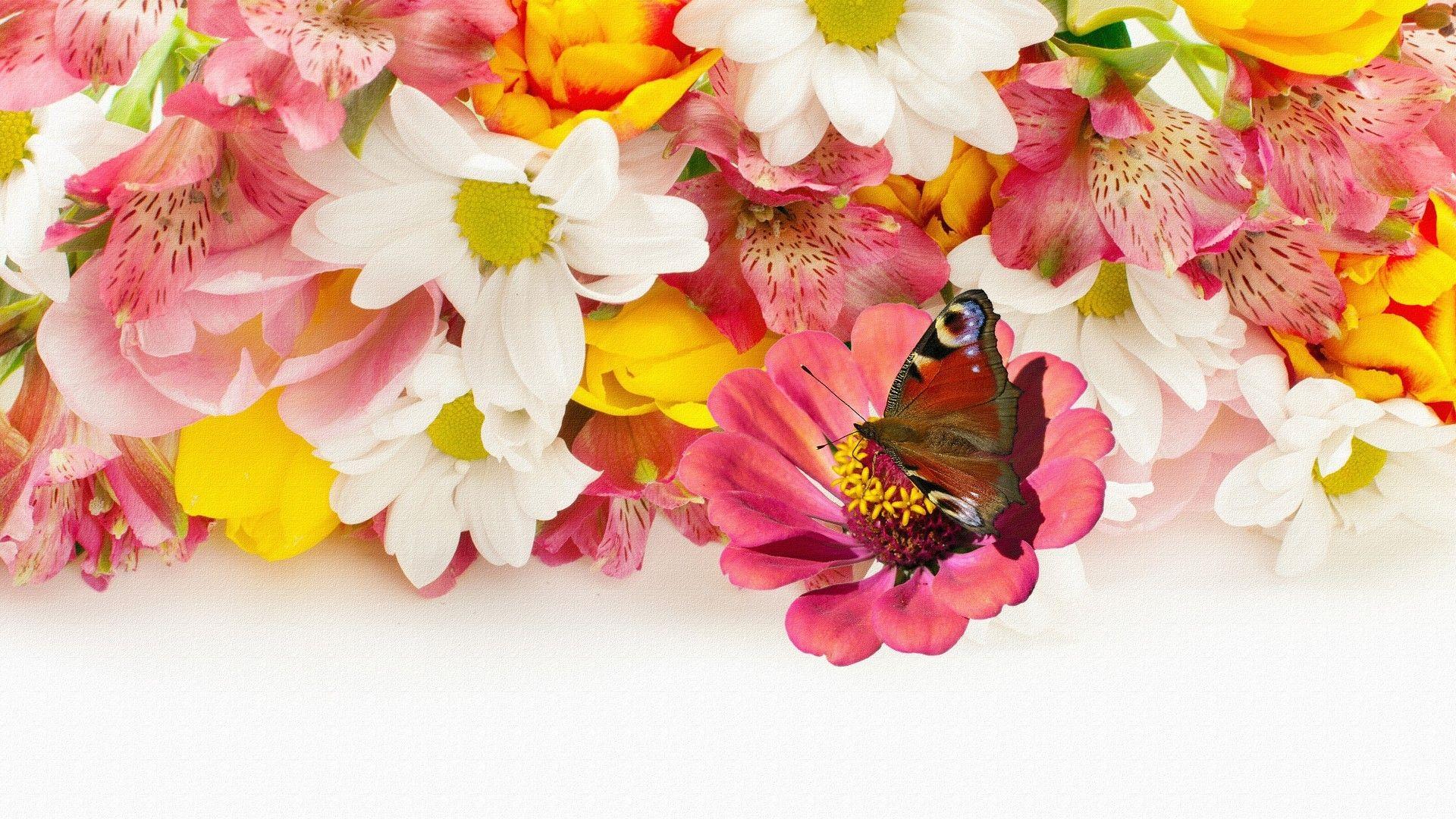 Butterfly Tag wallpaper: Colorful Colors Flower Flowers Yellow