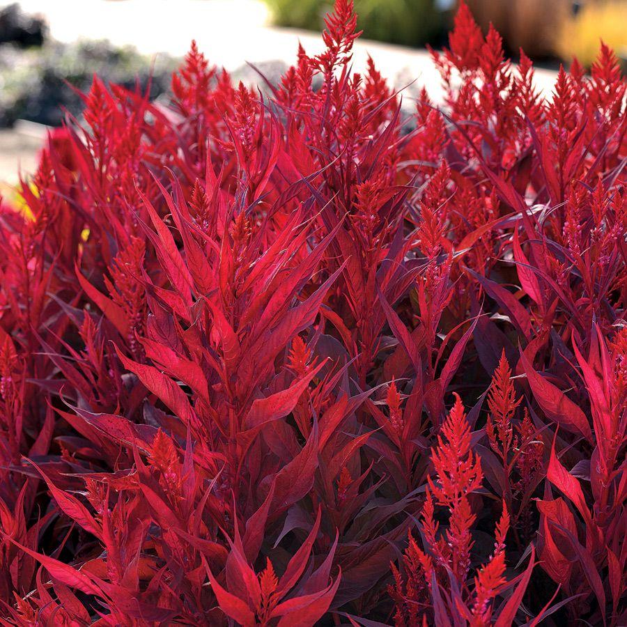 Dragon's Breath Celosia Seeds from Park Seed