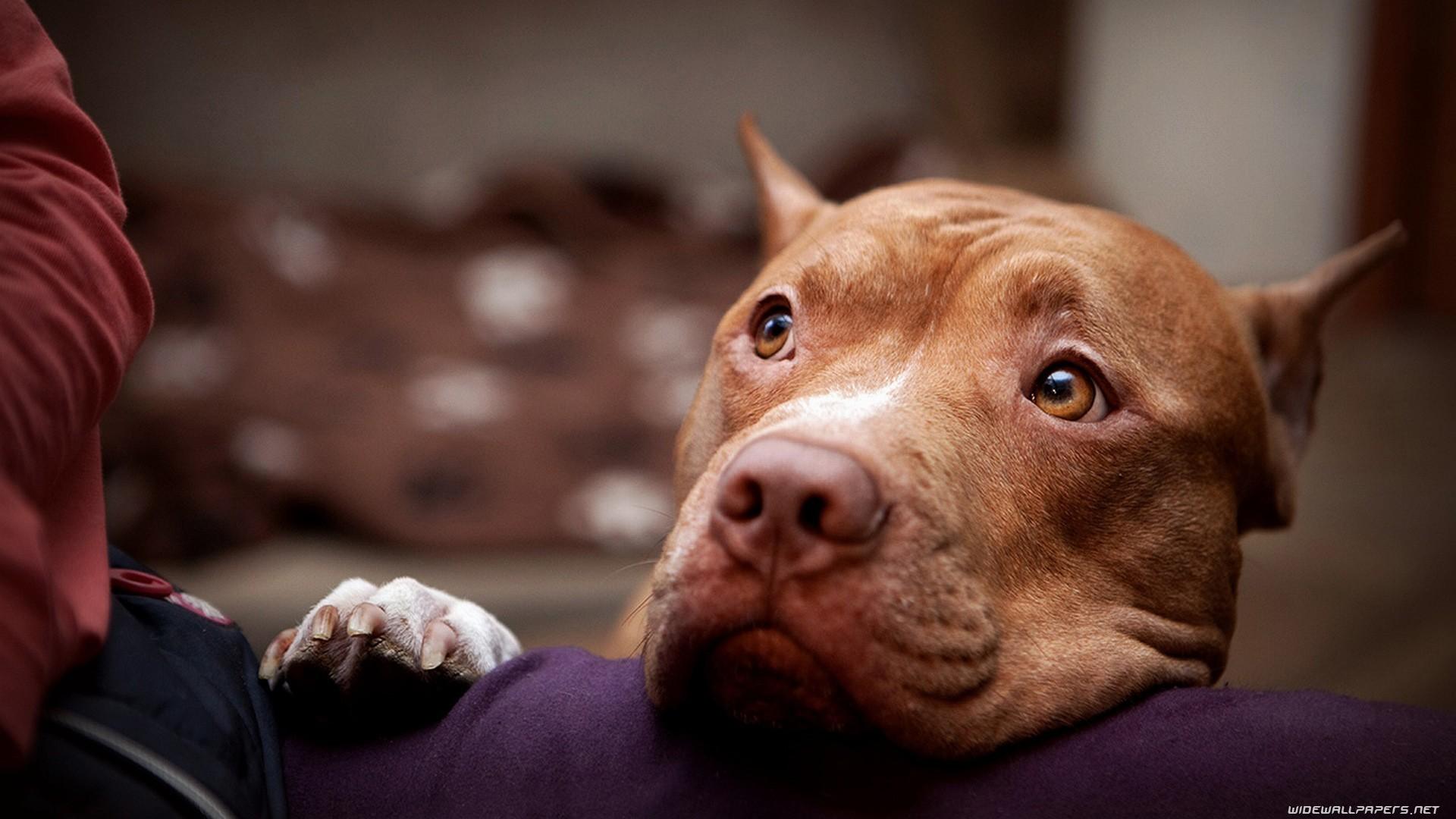 American staffordshire terrier pit bull amstaff animals dogs