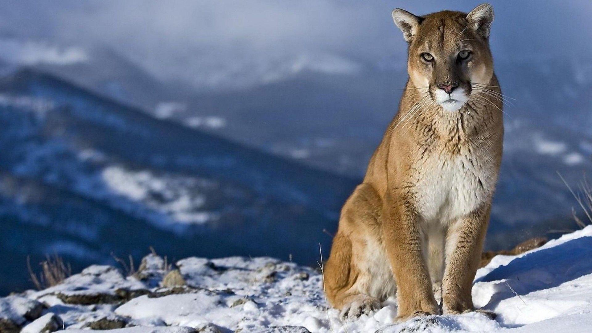 Mountain Lion Wallpapers Wallpaper Cave Mountain Lion Wallpapers Wallpaper Cave