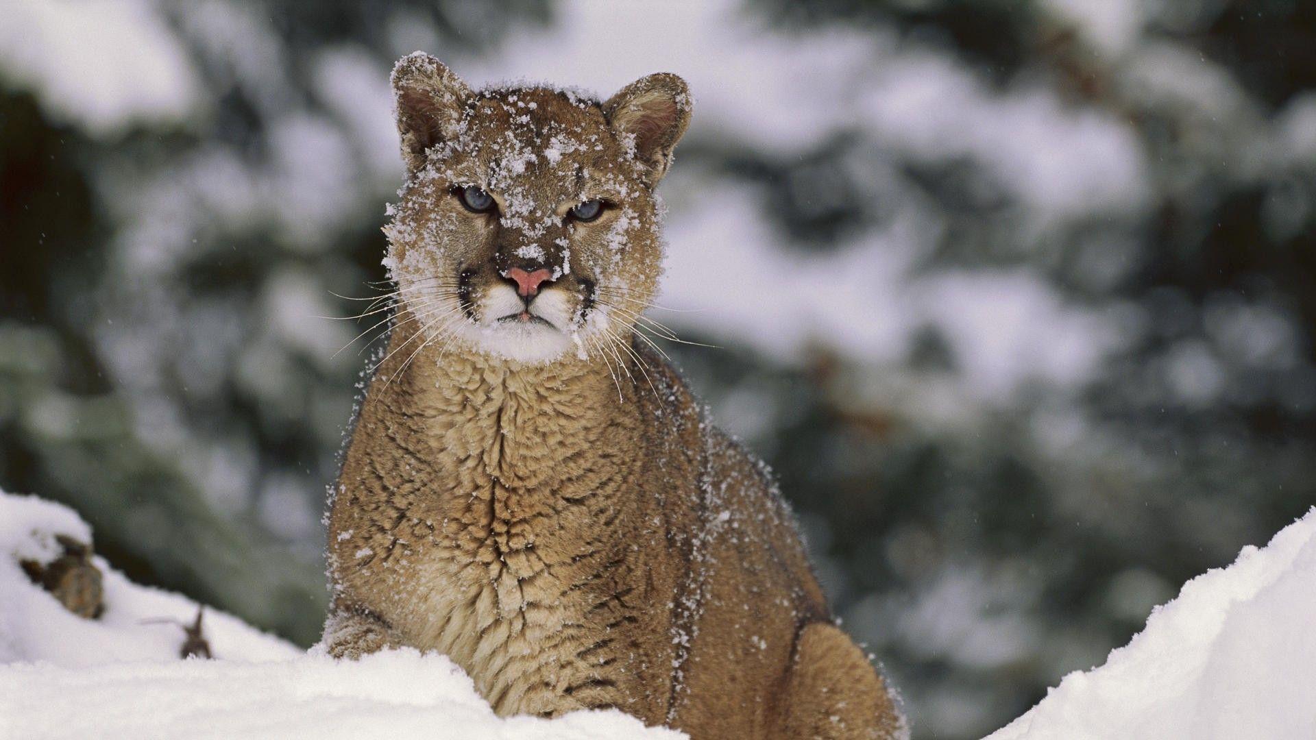 Mountain Lion Wallpapers Wallpaper Cave Mountain Lion Wallpapers Wallpaper Cave
