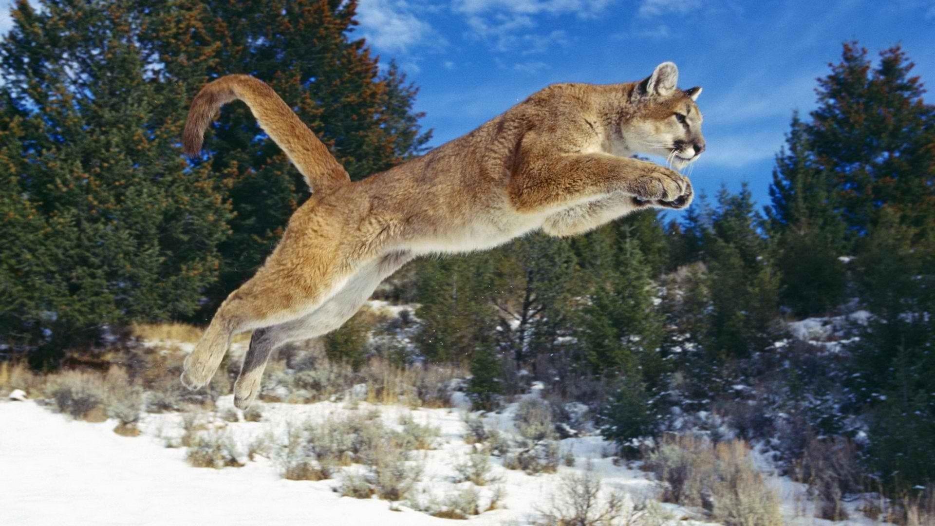 Animals jumping puma cougars mountain lions wallpaperx1080