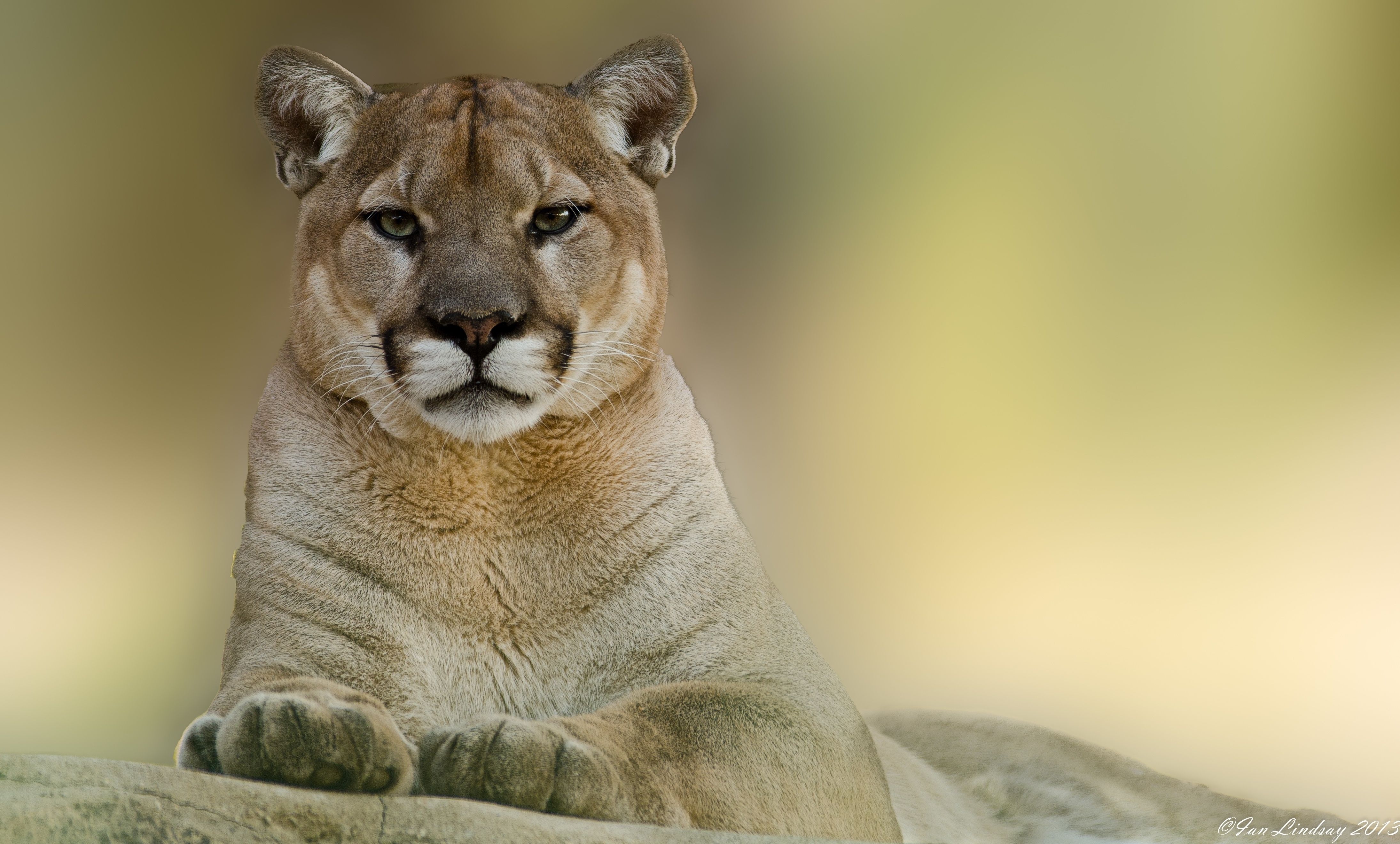 Download Wallpaper Puma, Cougar, Mountain, Lion HD Background
