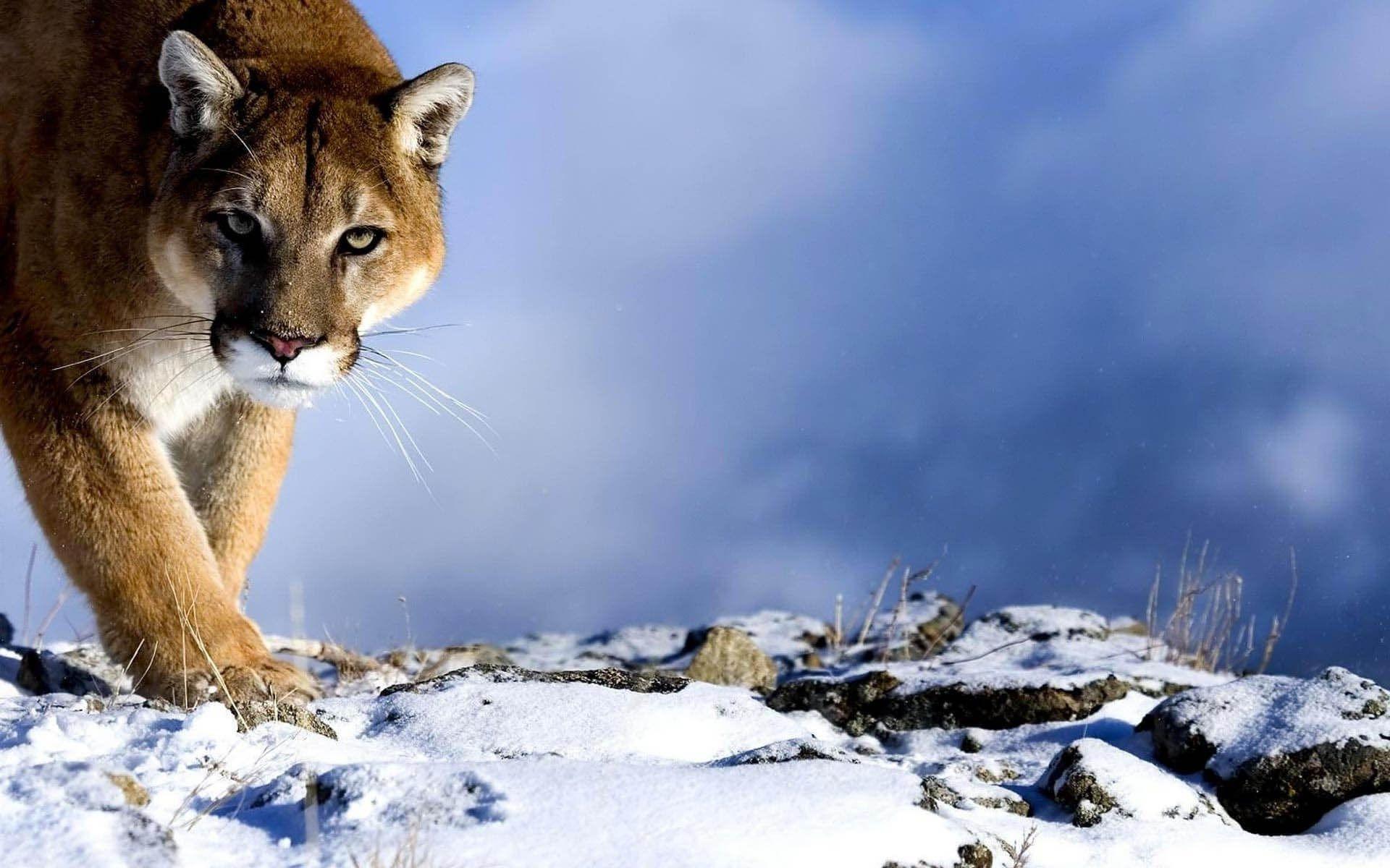 Mountain Lion Wallpapers - Wallpaper Cave