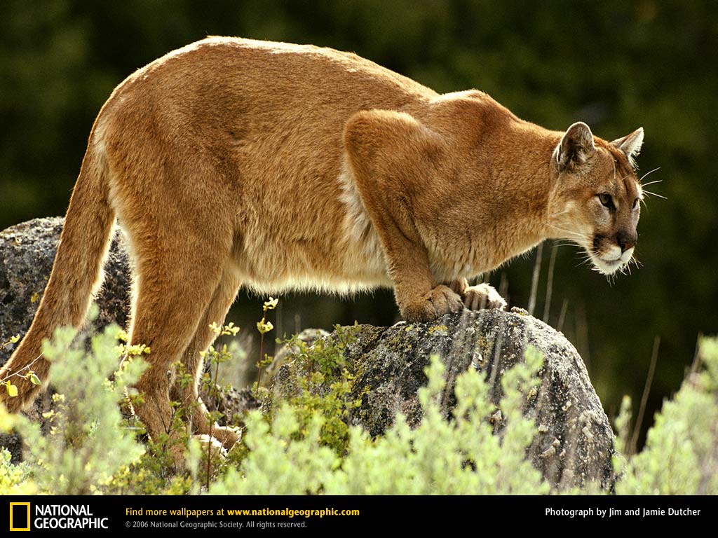 Mountain Lion Picture, Mountain Lion Desktop Wallpaper, Free