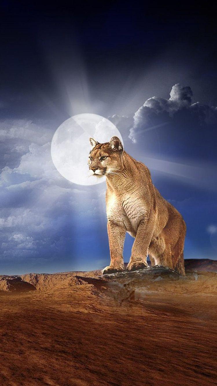 Mountain Lion HD Wallpaper