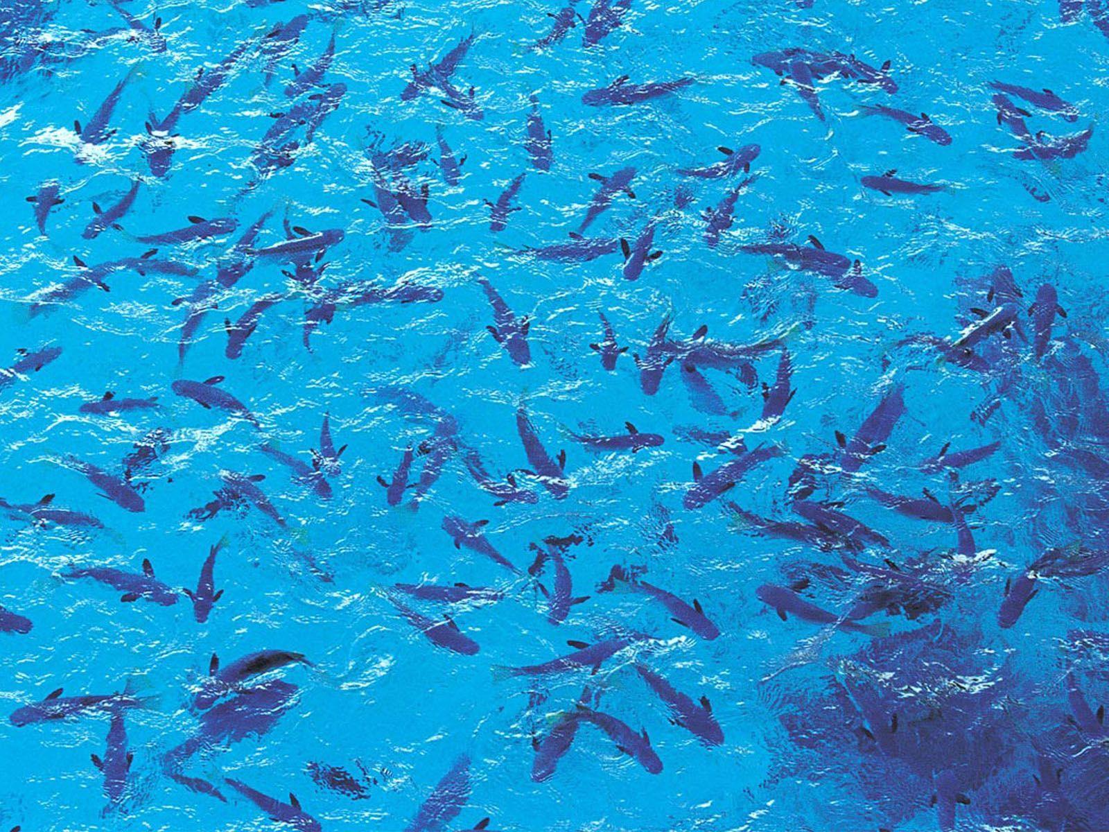Sea Fish. Deep Sea Fishing Tahiti Tavel Wallpaper Picture Deep