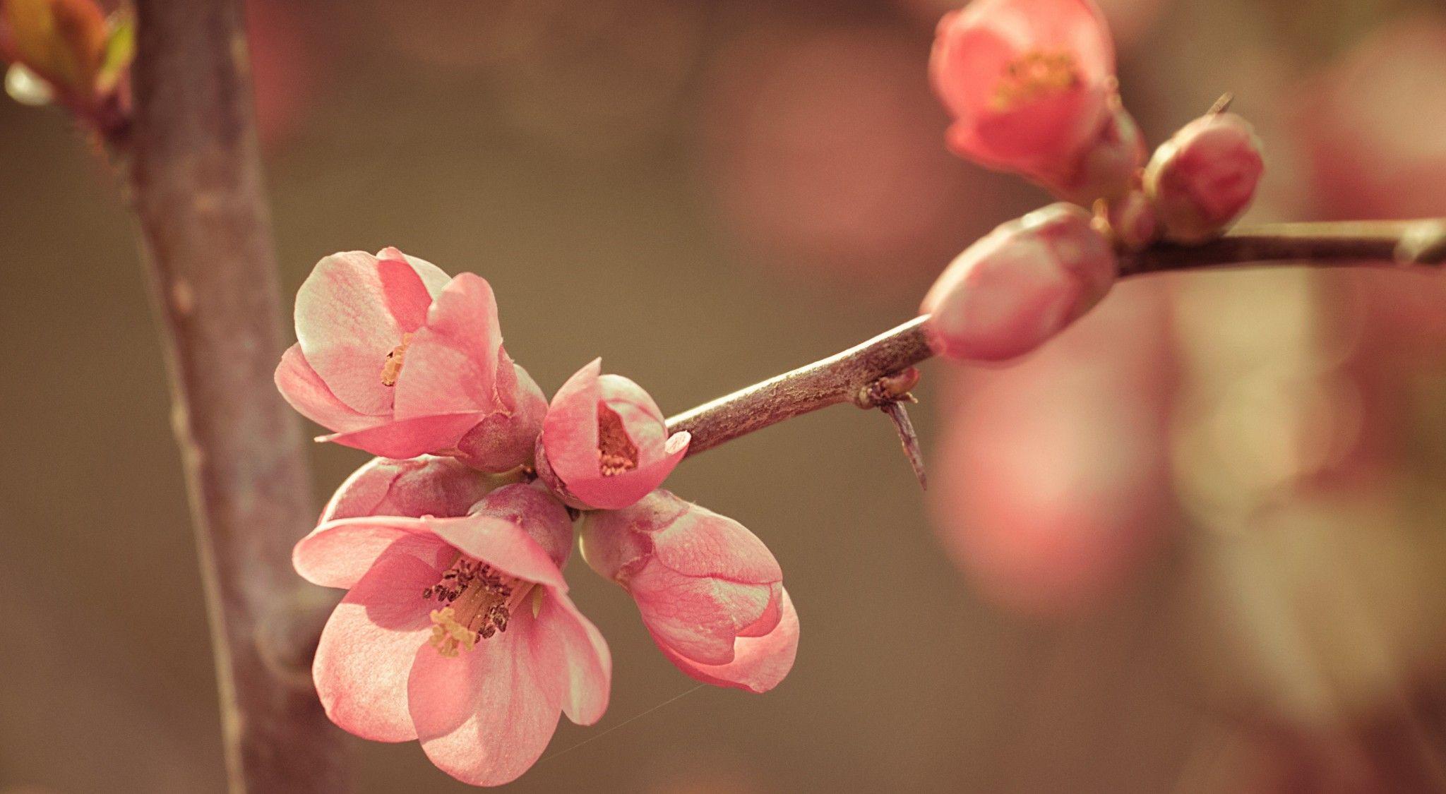 Download 2048x1125 Pink Flower, Blossom, Branch, Blurred