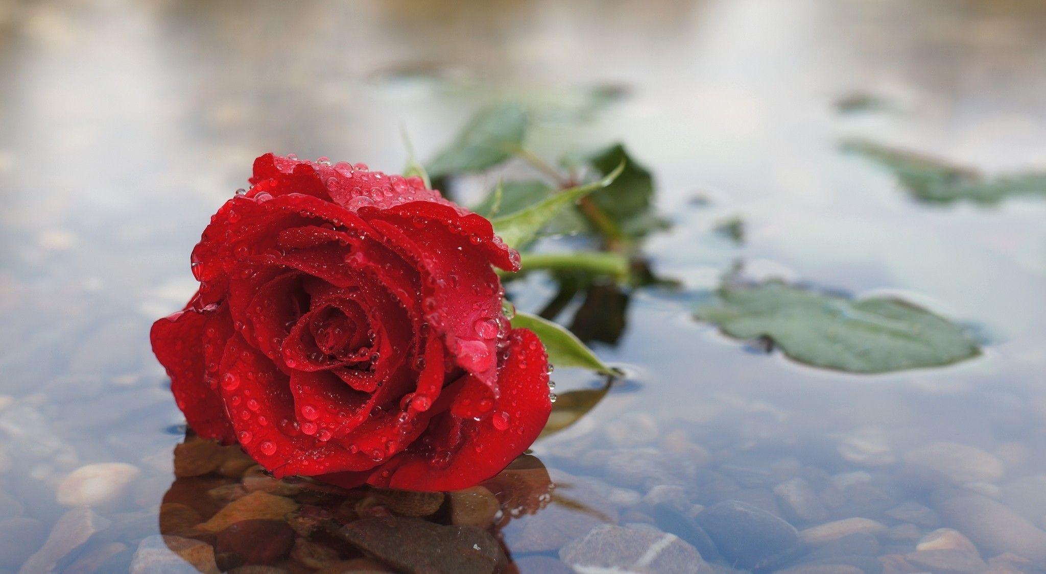 Rose Full HD Wallpaper and Backgroundx1125