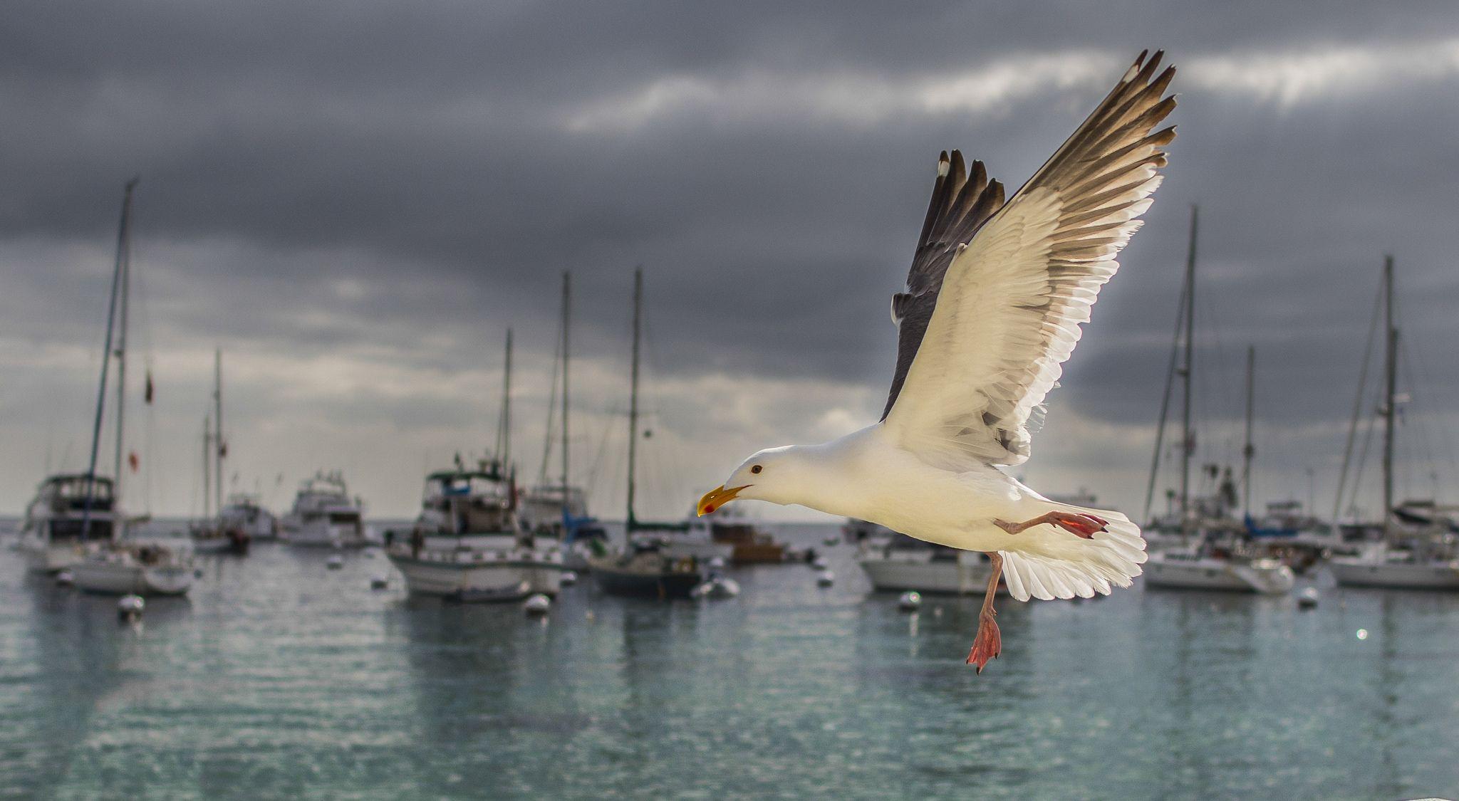 Photos California Gull Birds USA Santa Catalina Island 2048x1125