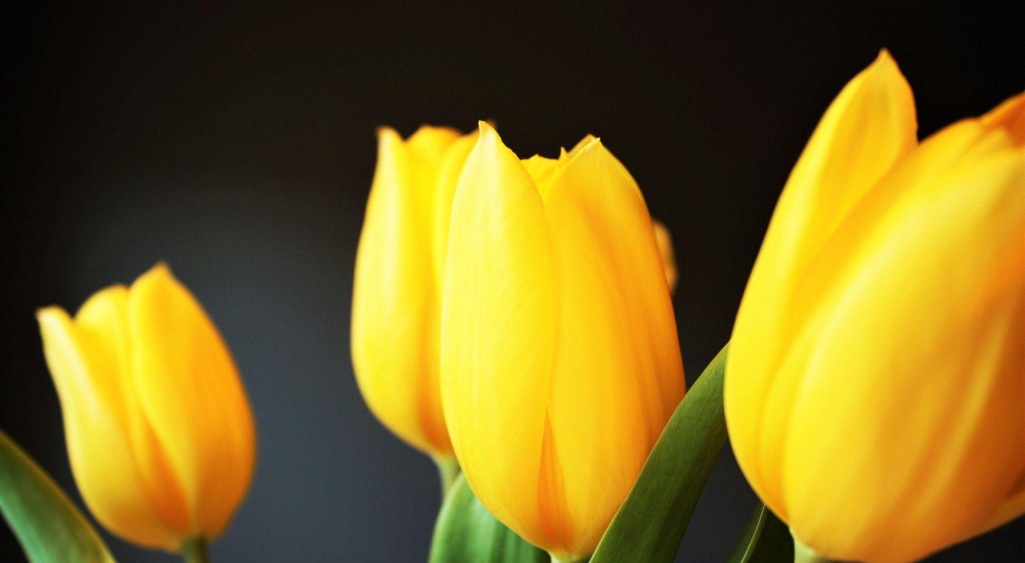 Download 2048x1125 Tulip, Yellow, Close Up, Leaves Wallpaper