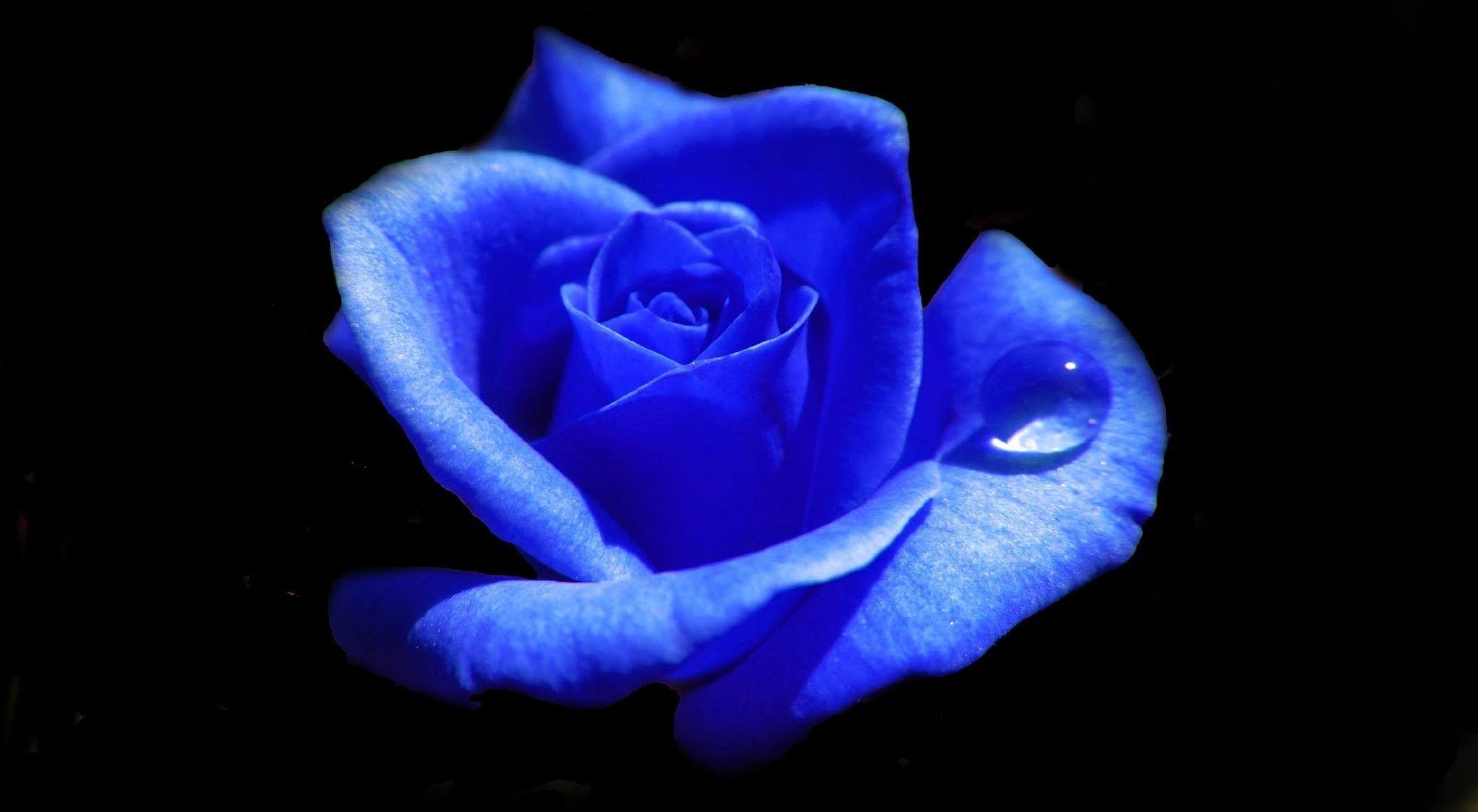 Flowers: Blue Rose Drops Wet Black Flower Wallpaper Wide for HD 16
