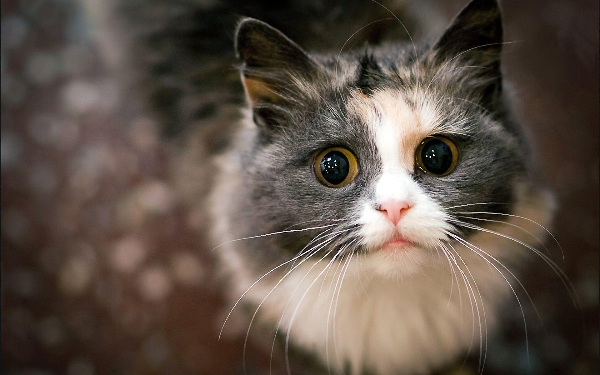 Scared cat with huge eyes wallpaper and image