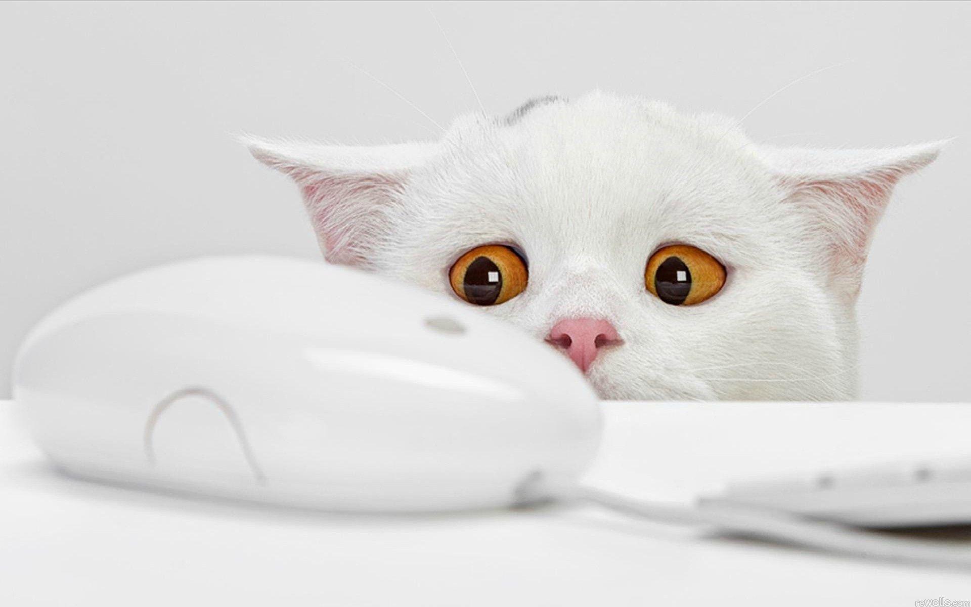 White cat scared of PC mouse wallpaper download. Wallpaper