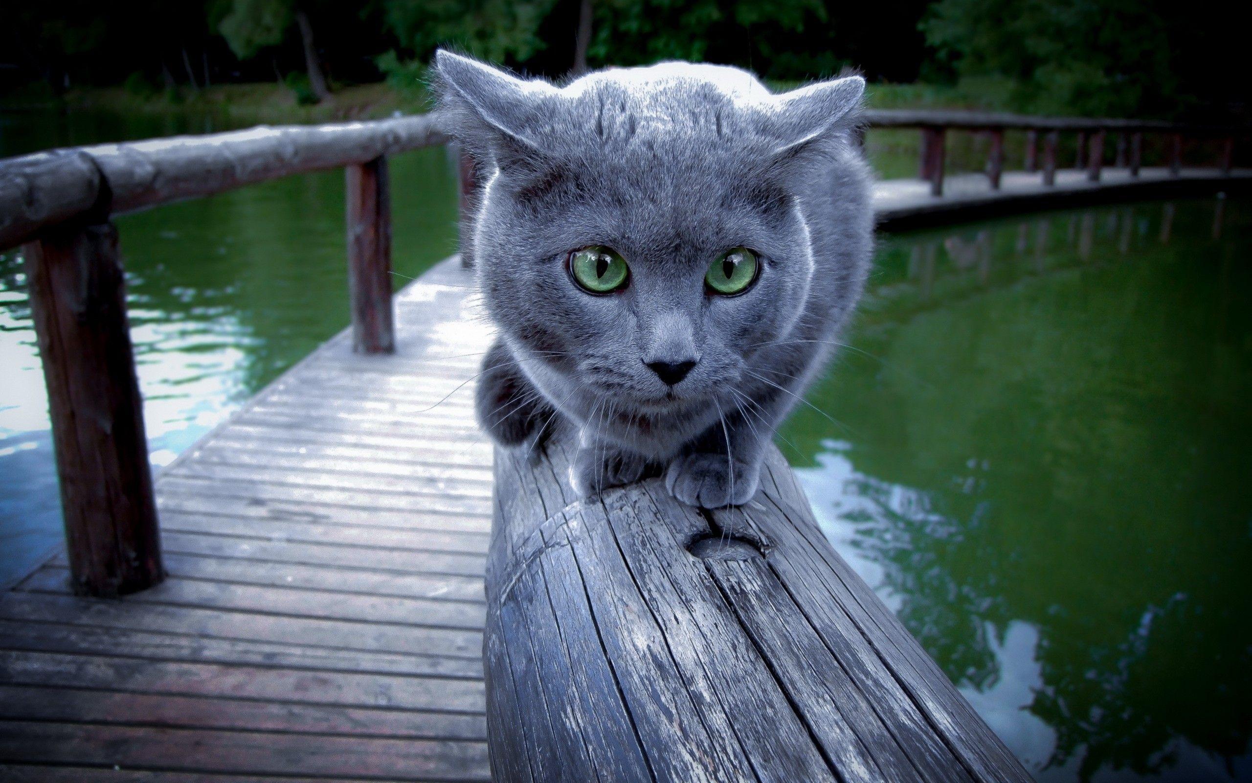 Wallpaper Cat, River, Rail, Sit, Scared HD, Picture, Image