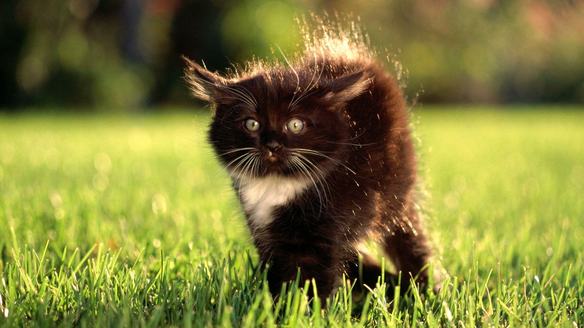 Scared Cat Wallpapers Wallpaper Cave