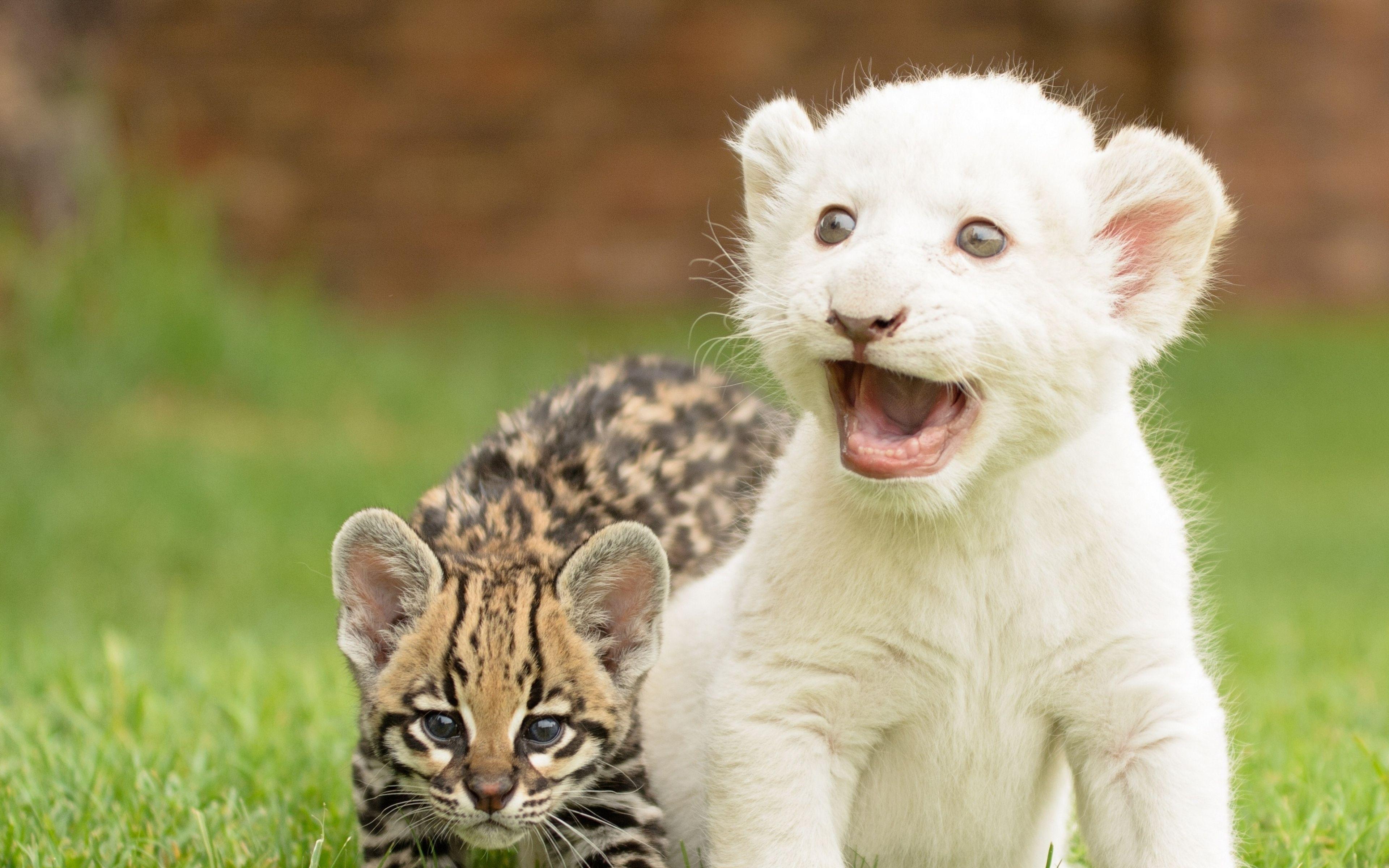 Scared Cat Wallpapers Wallpaper Cave