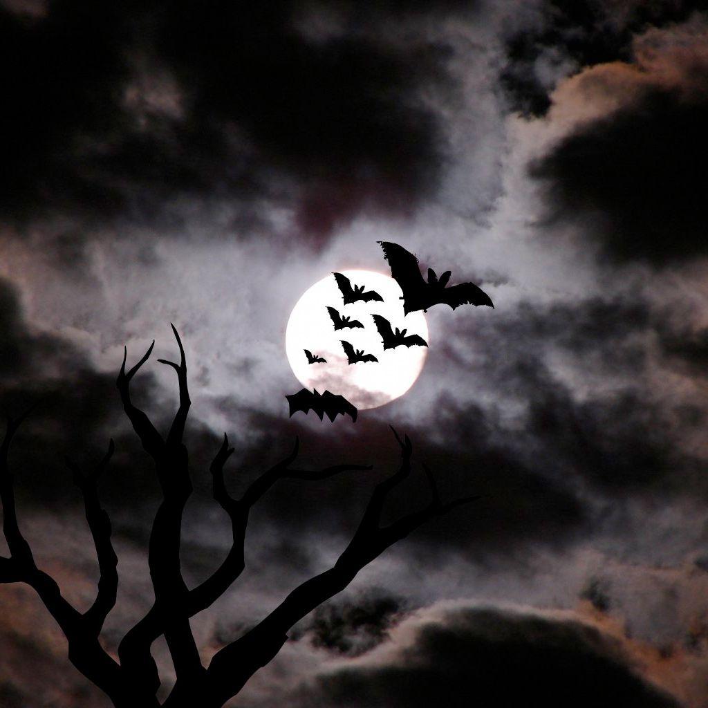 bats at night fantasy image.. bats wallpaper HD halloween