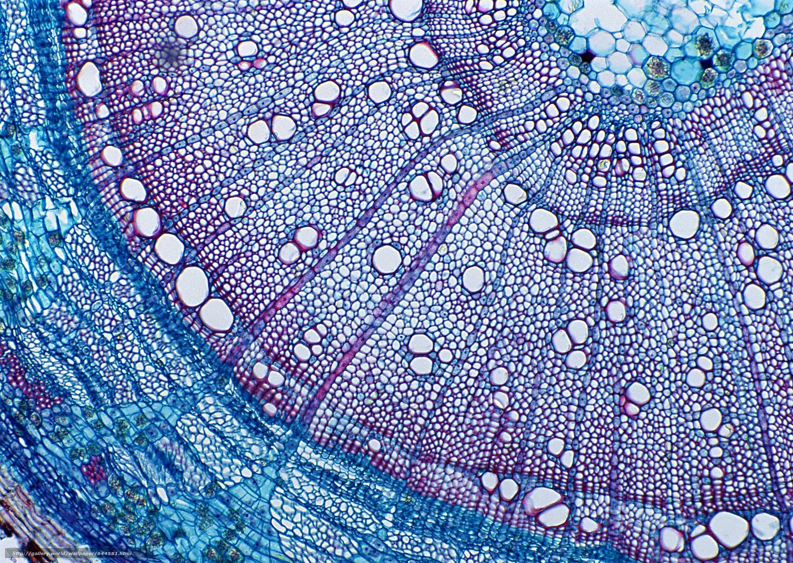 Download wallpaper organics under microscope, CAGE, microscope