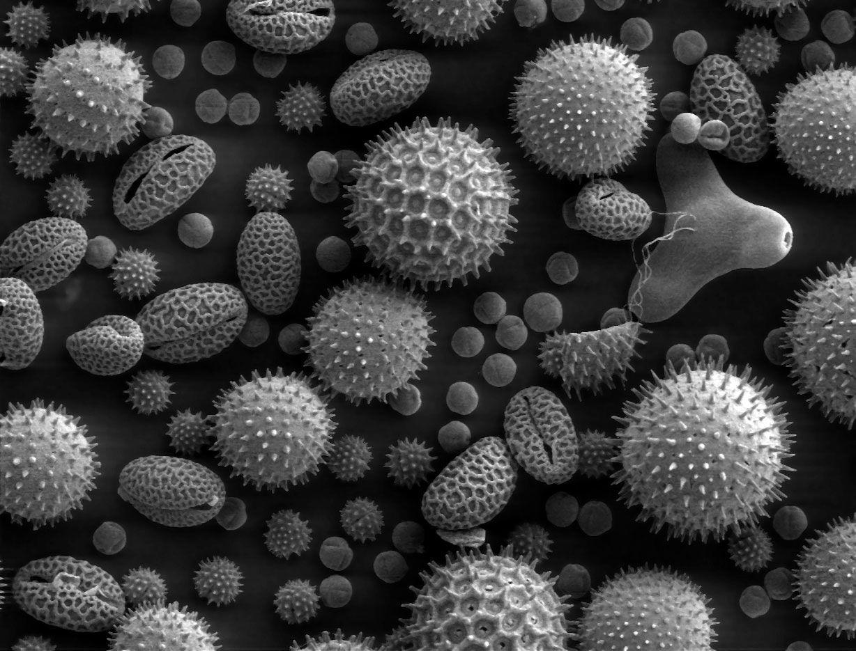 Dump of Various Electron Microscope Image