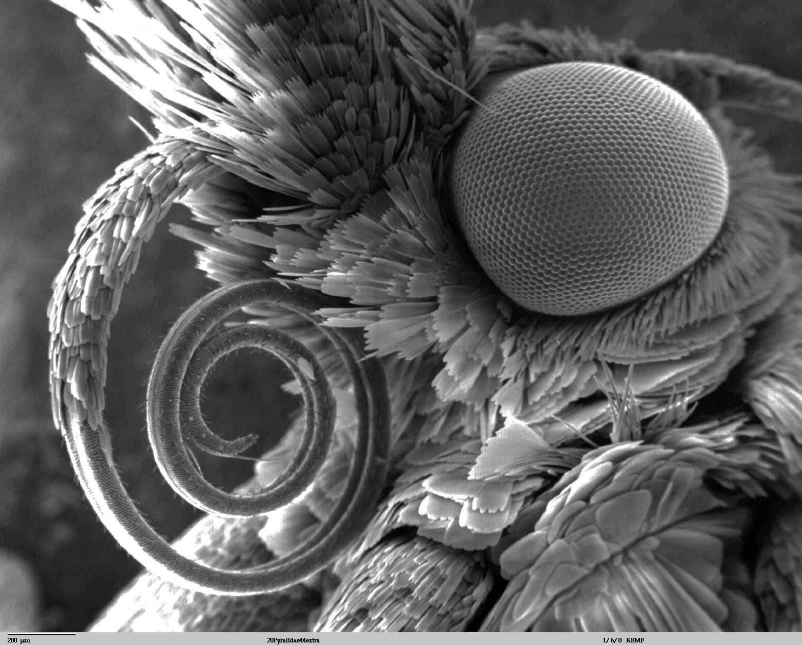 microscopic image. moth some image from the science photo