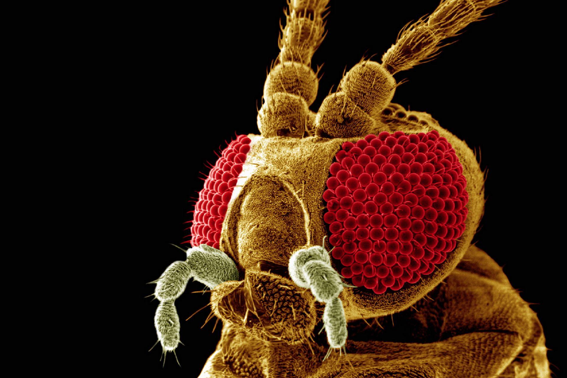 Electron Microscope Bug. Macro Photo and Wallpaper