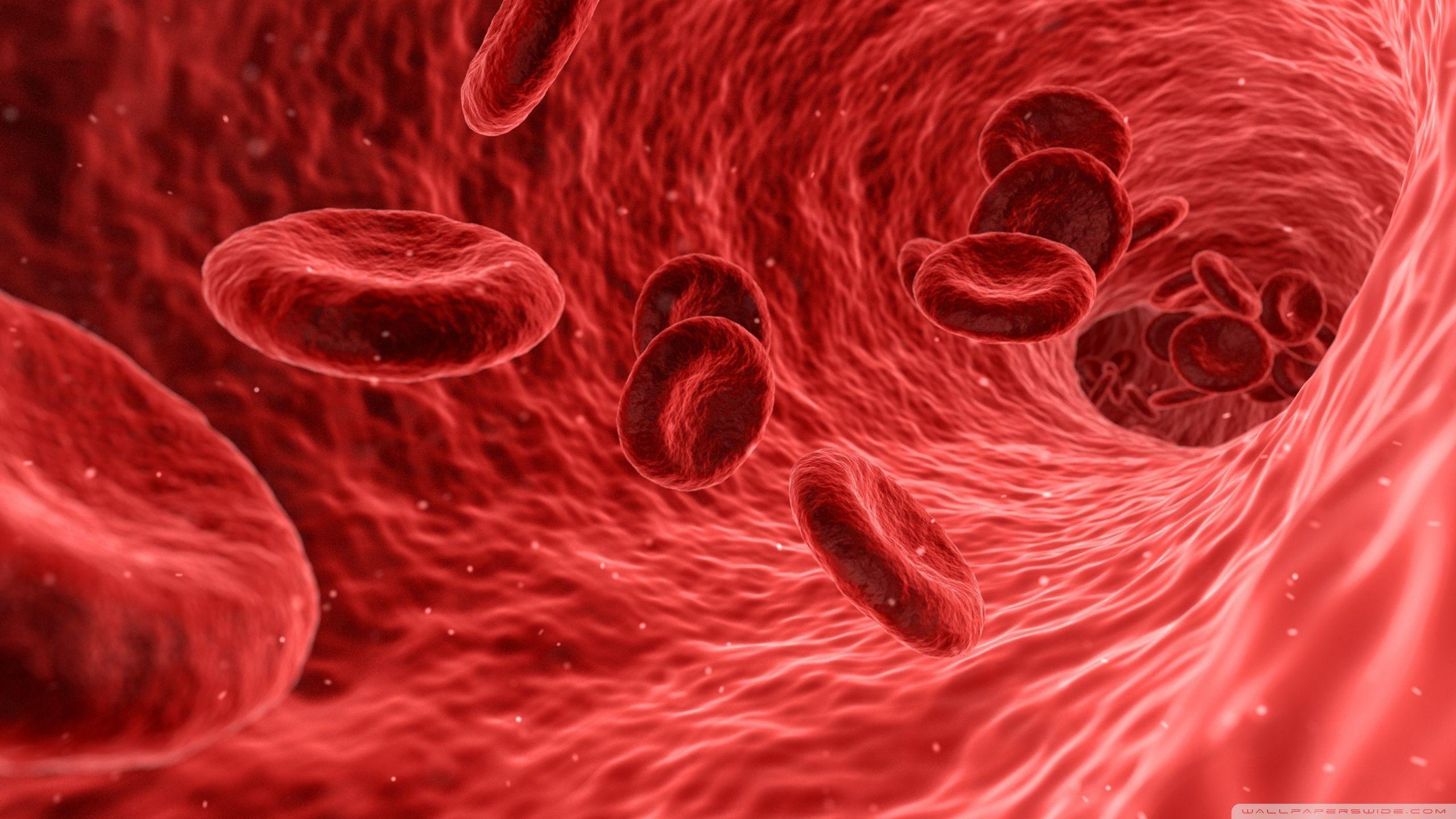 Red Blood Cells Microscope HD desktop wallpaper, Widescreen