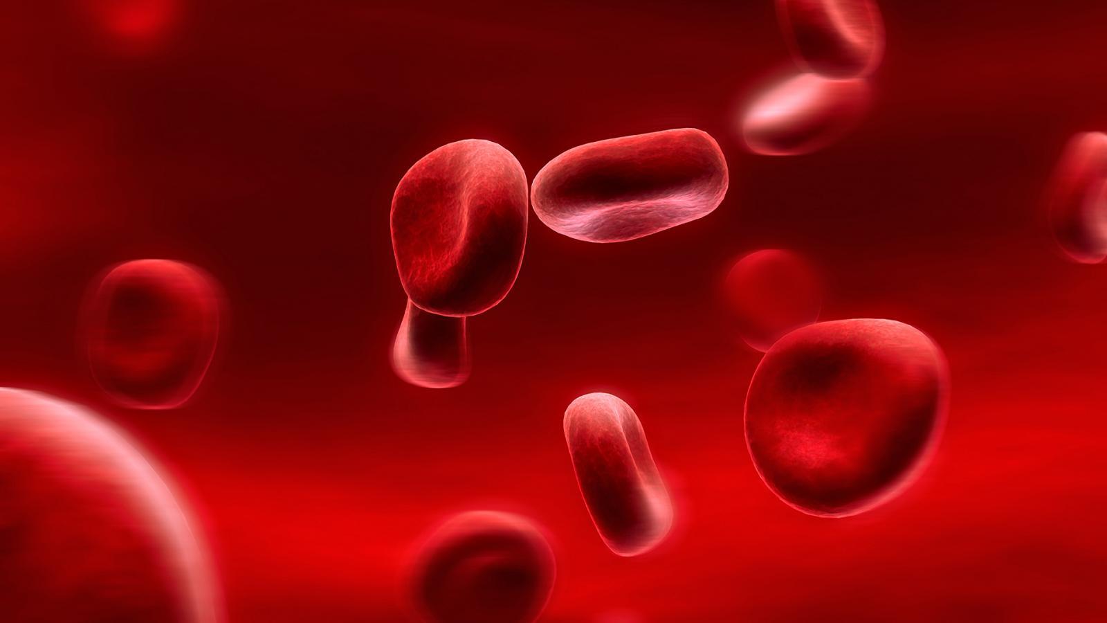 Microscopic Red Blood Cells Wallpaper by HD Wallpaper Daily