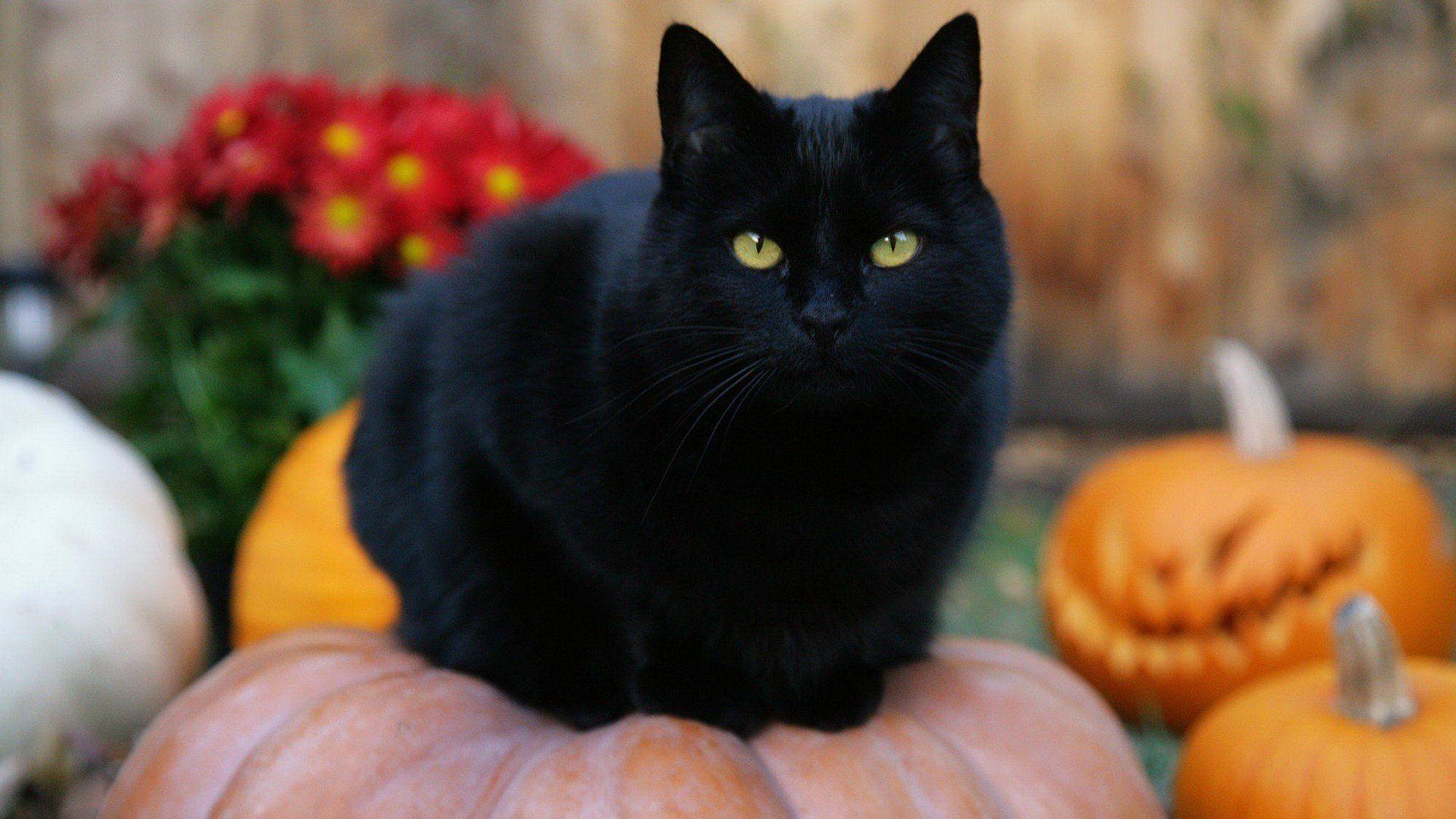 Black Cat Halloween Pumpkins Jack O Lanterns Wallpaperx1080