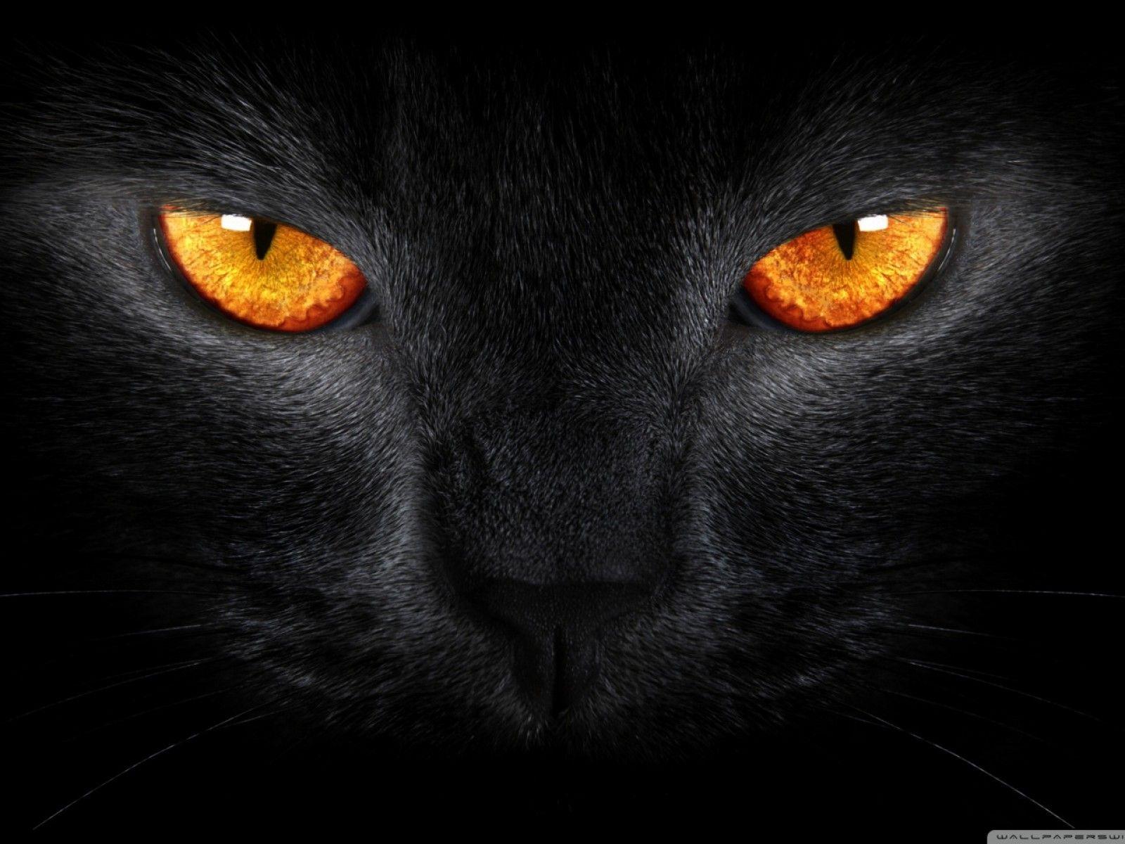 Black Cat Wallpaper HD Orange Eyes Image Wallpaper