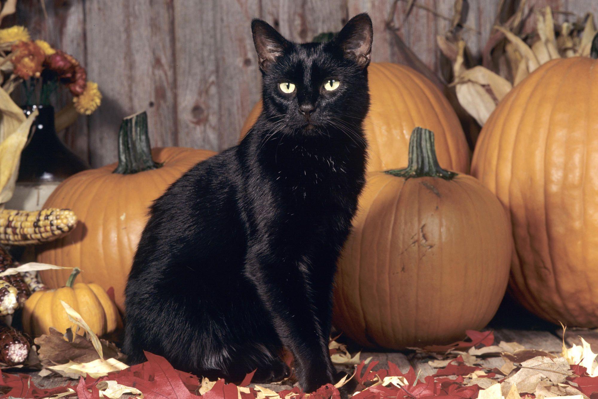 Halloween Black Cat Pumpkin