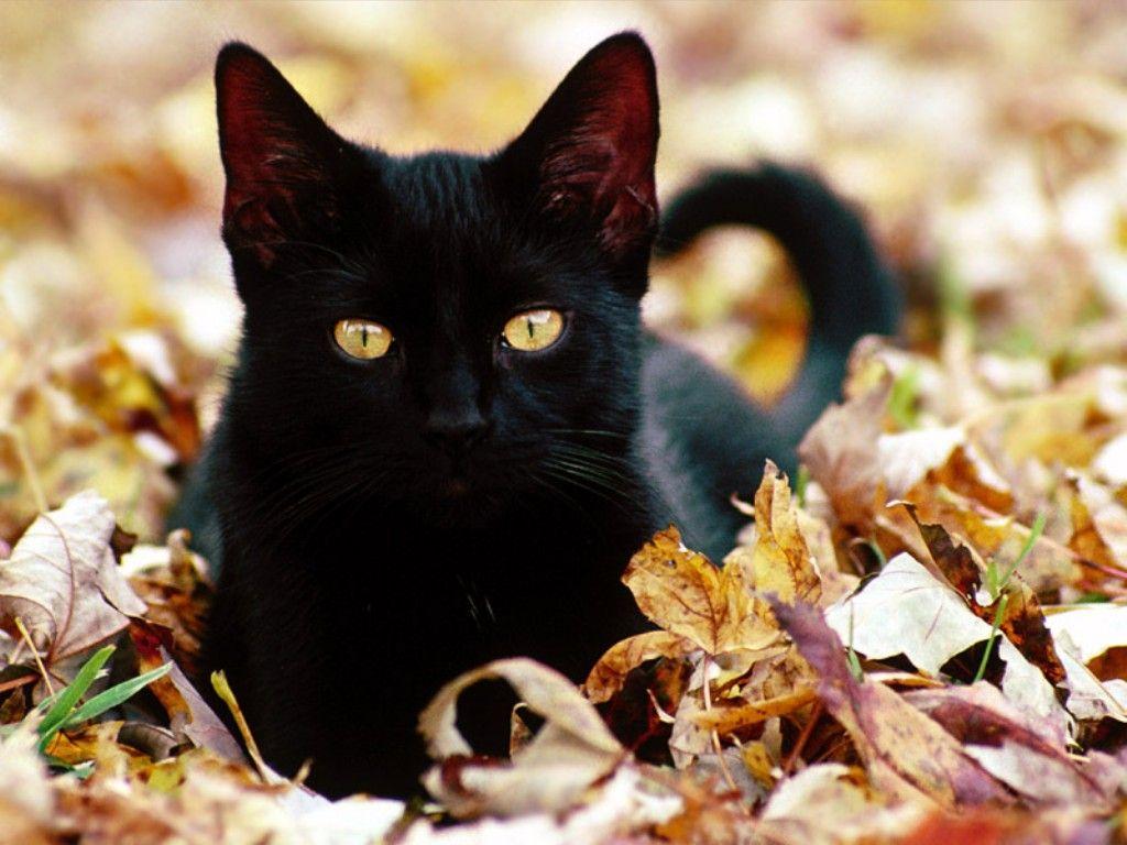 Black Cat_3. [Desktop wallpaper 1024x768]. Animal Desktop Wp's